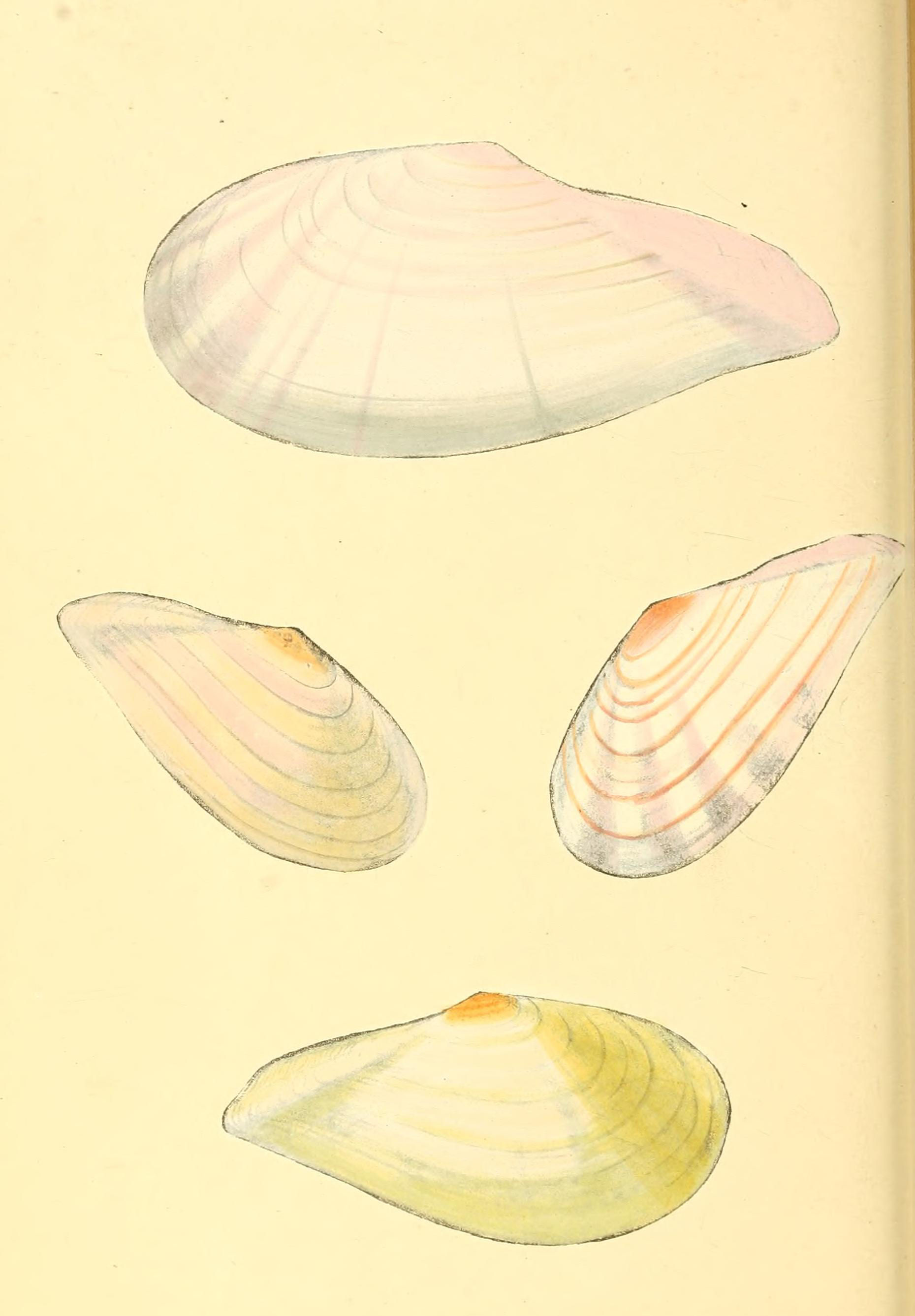 Plate 20.