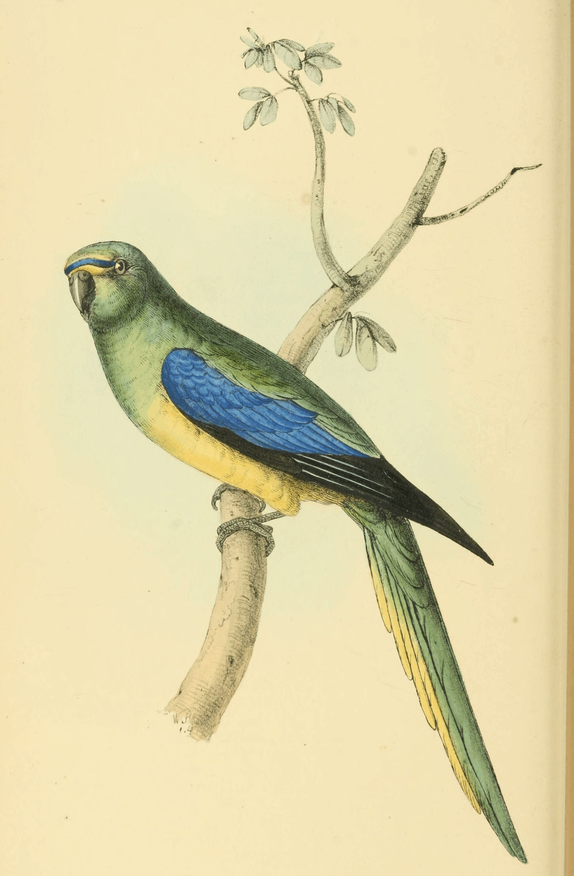 Plate 21.