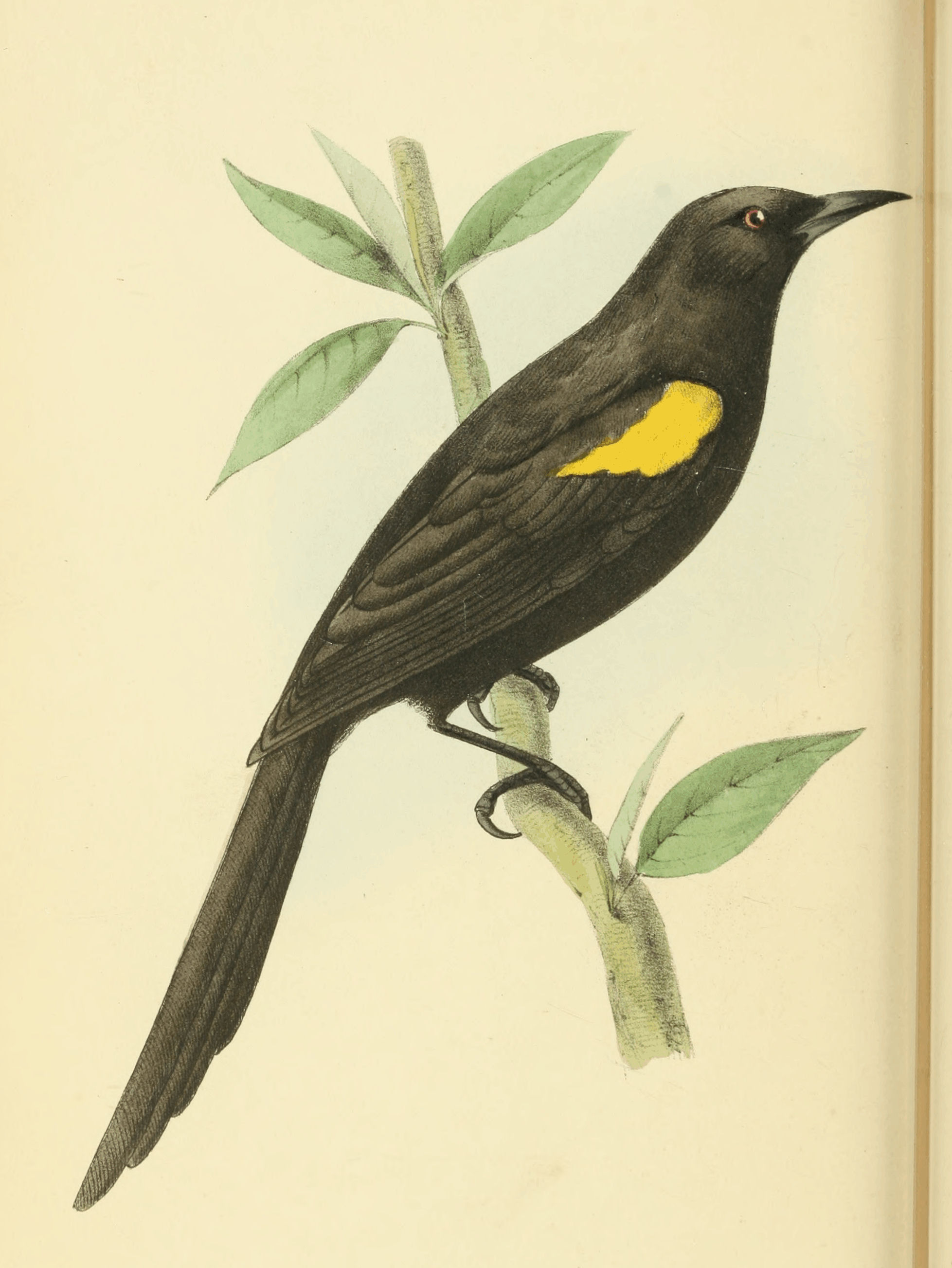 Plate 22.