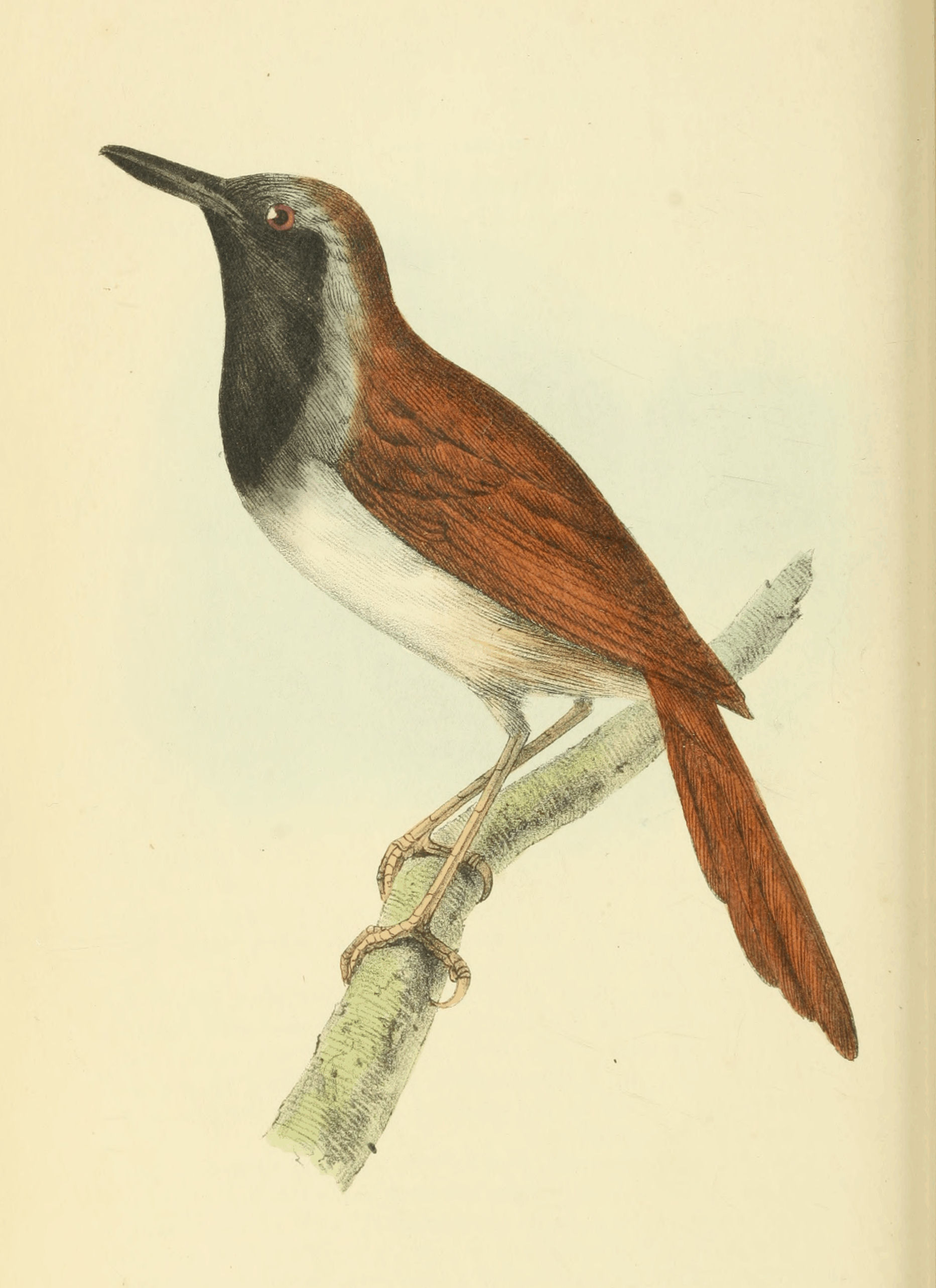 Plate 23.