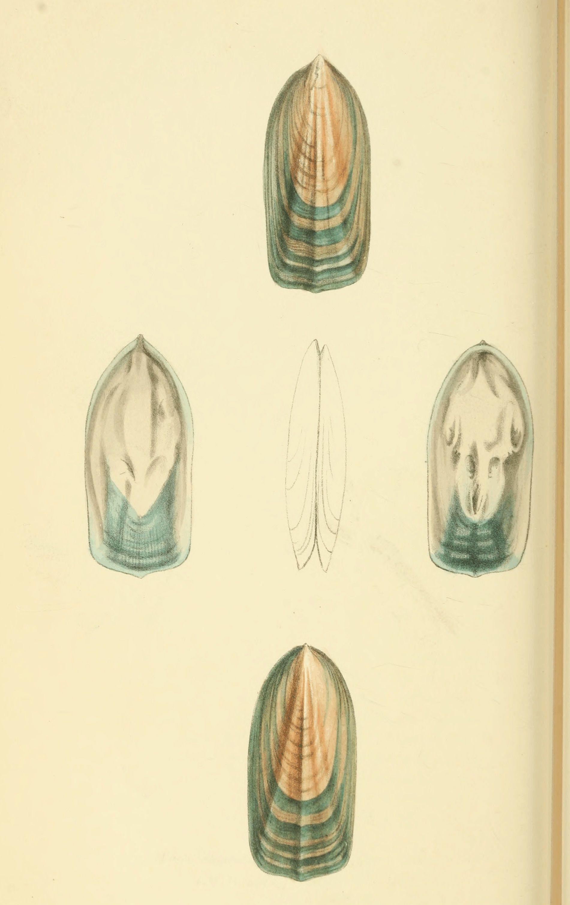 Plate 24.
