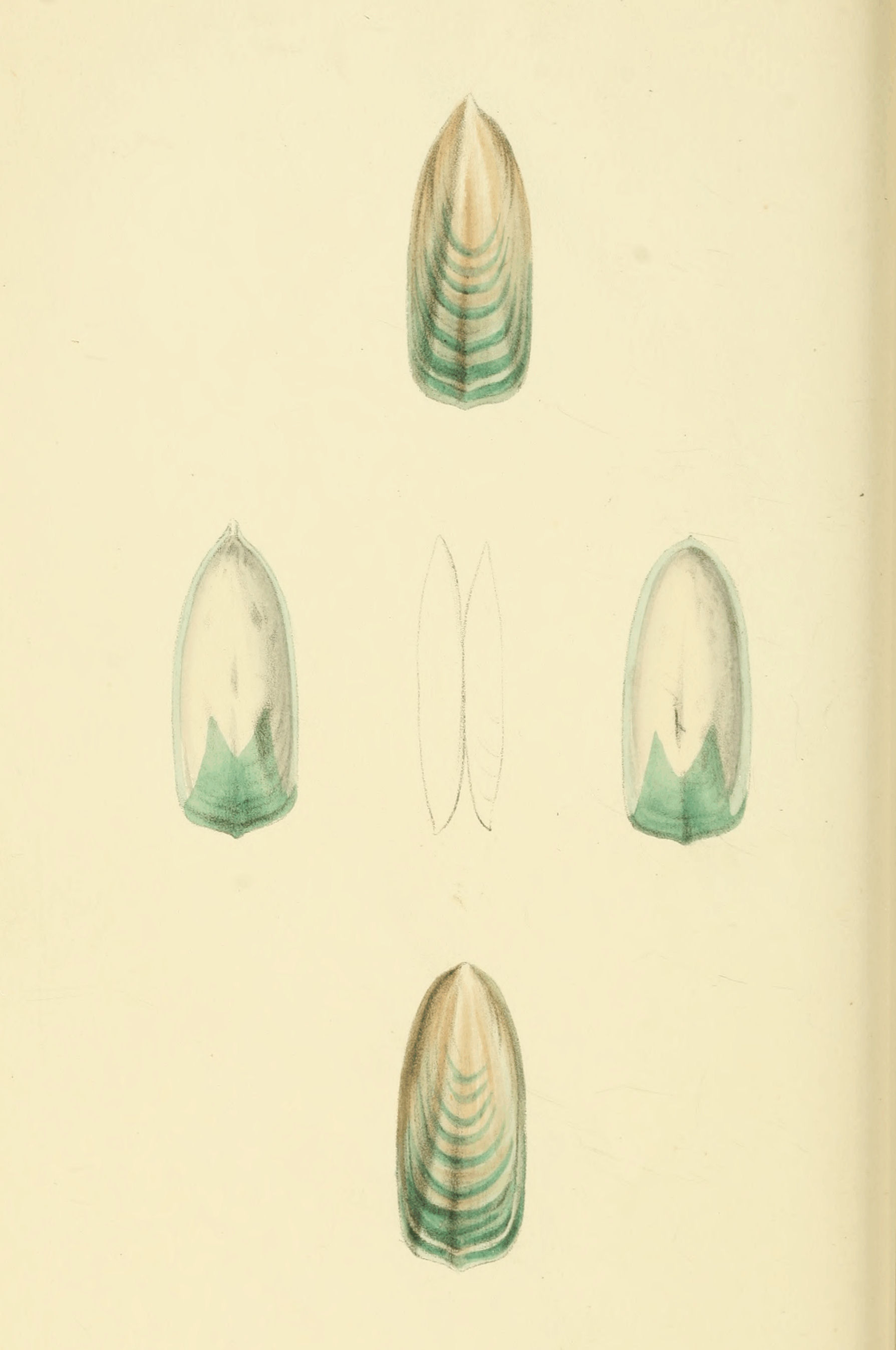 Plate 25.