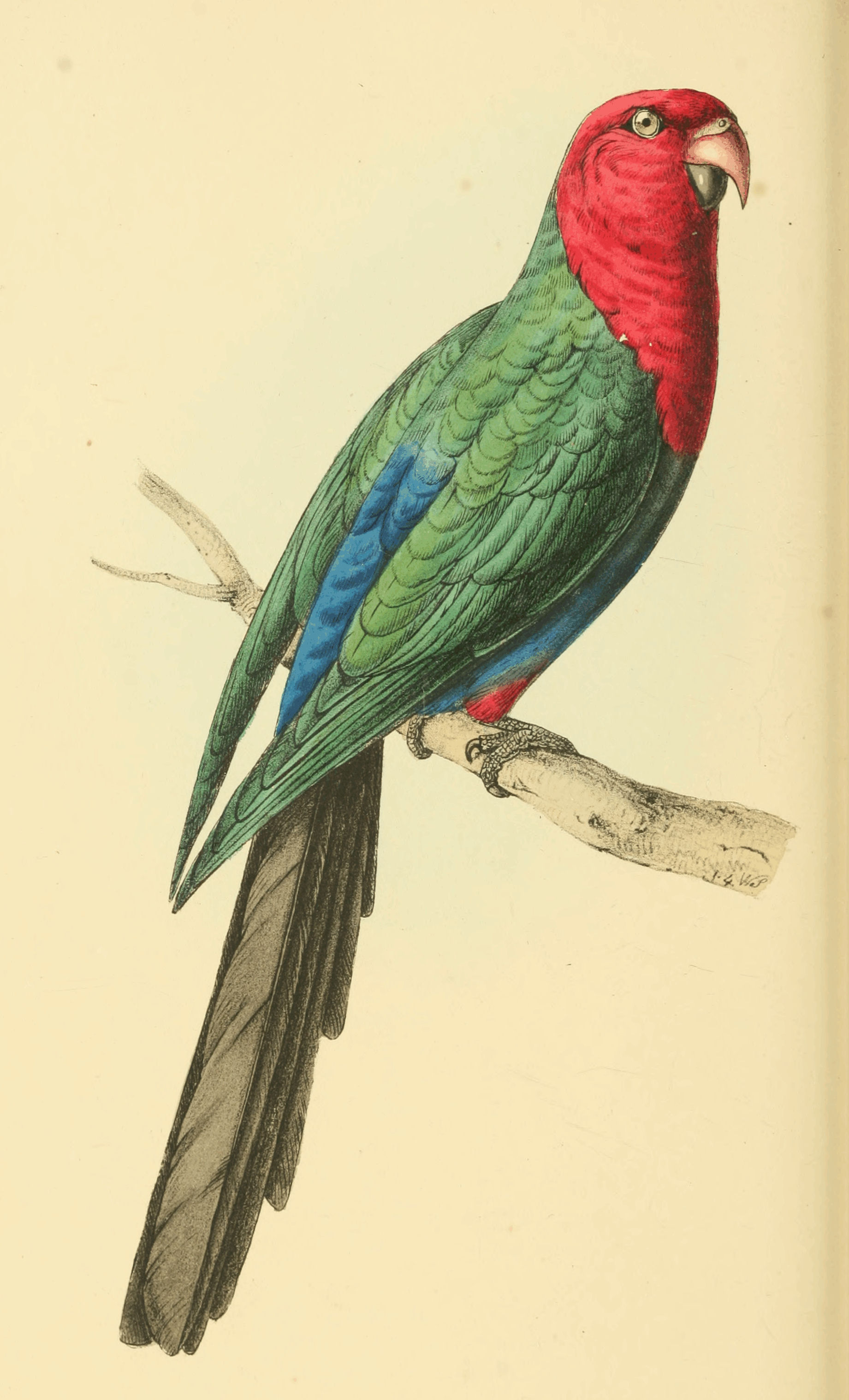 Plate 26.