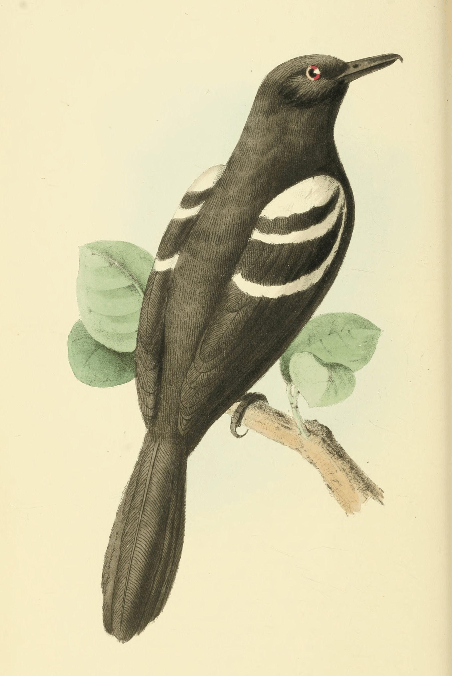 Plate 27.