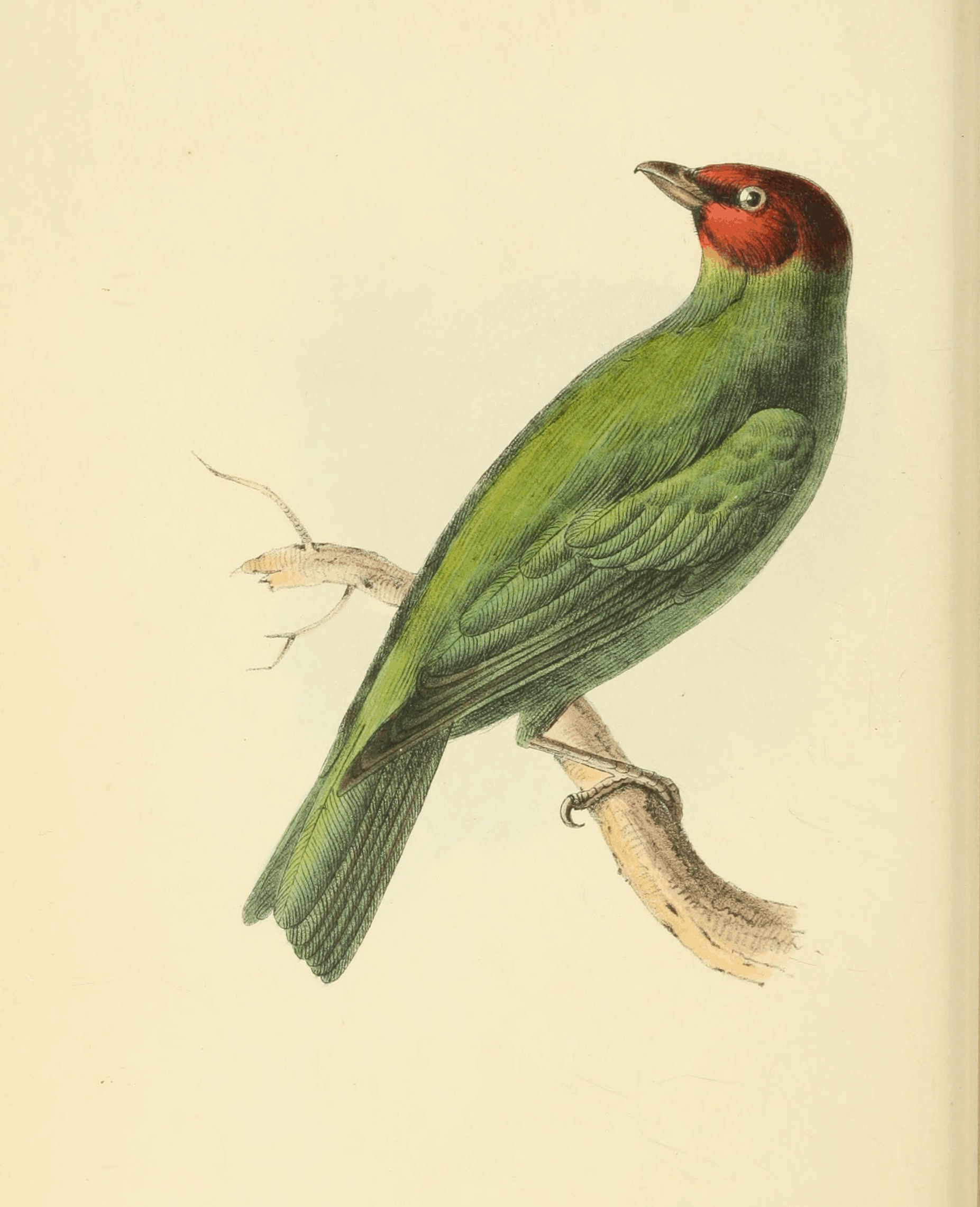 Plate 28.