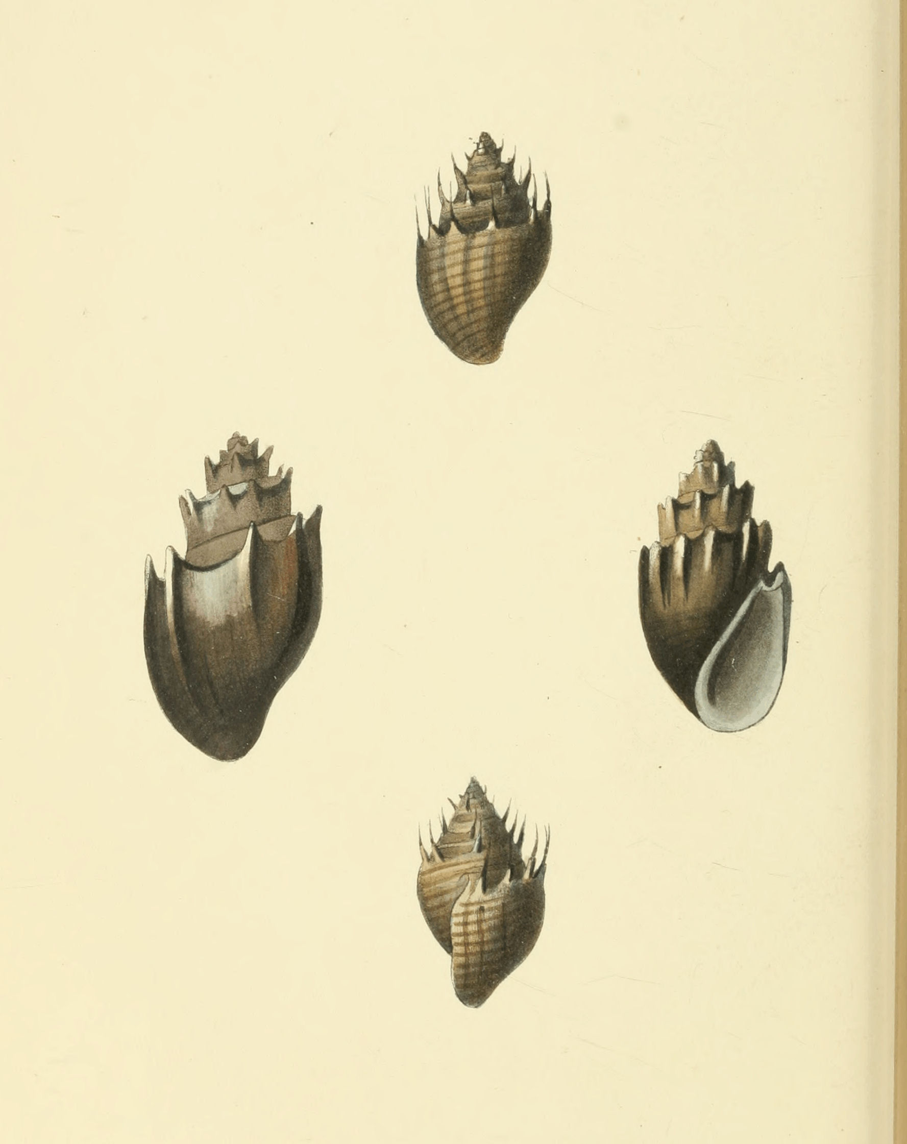 Plate 29.