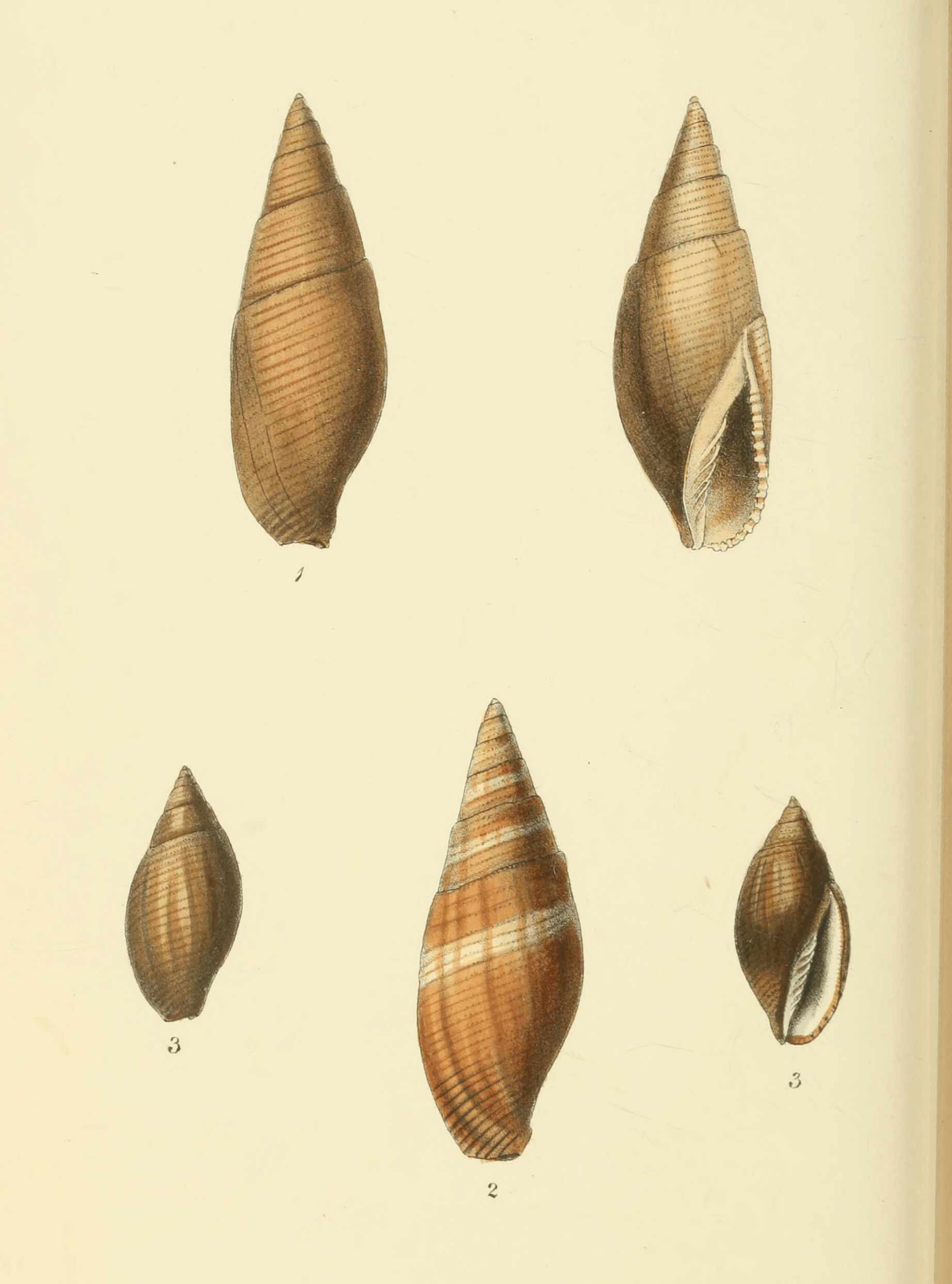 Plate 30.