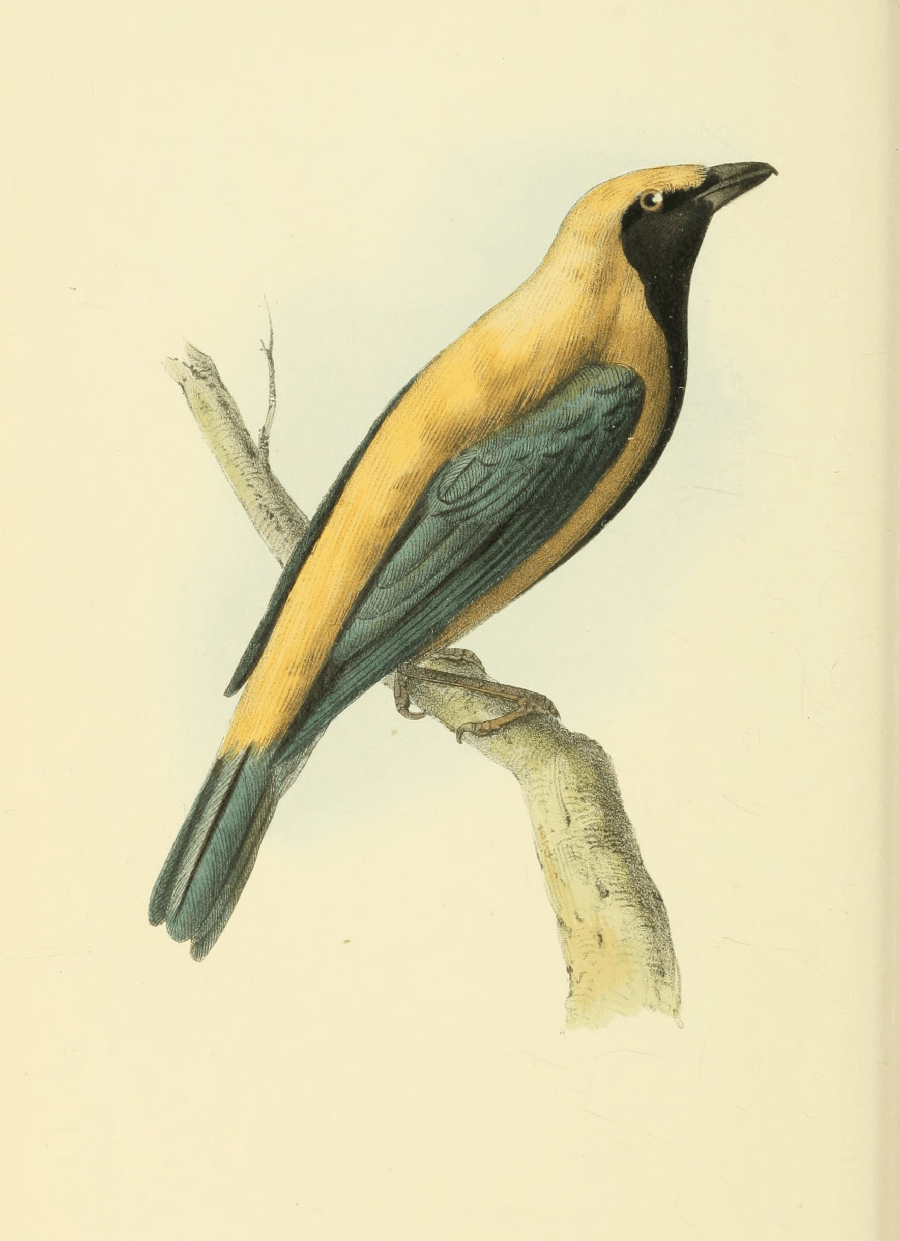 Plate 31.