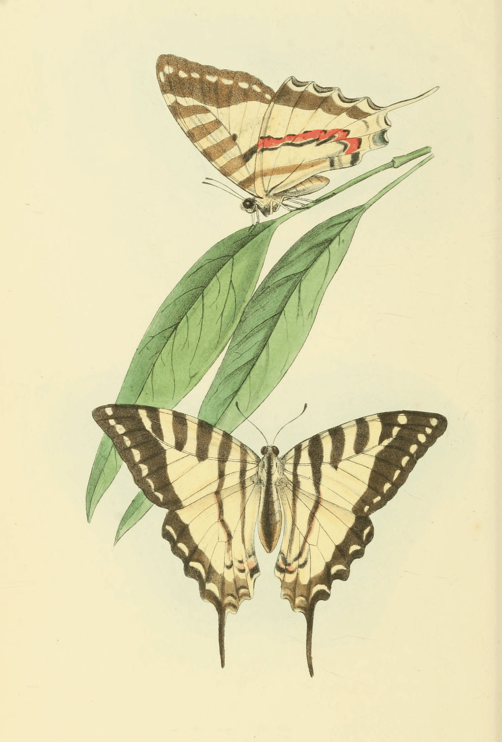 Plate 32.