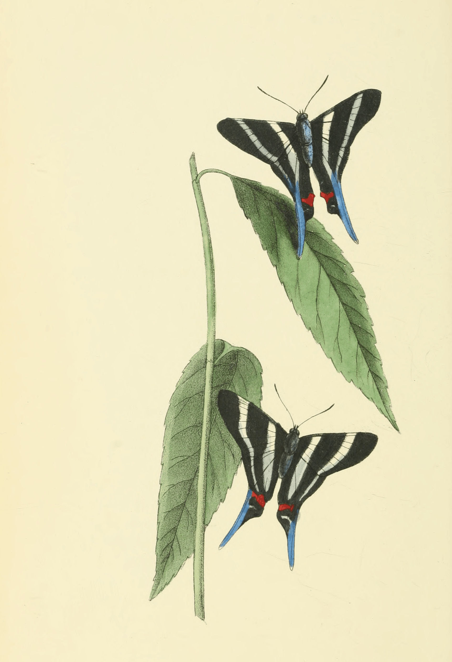 Plate 33.