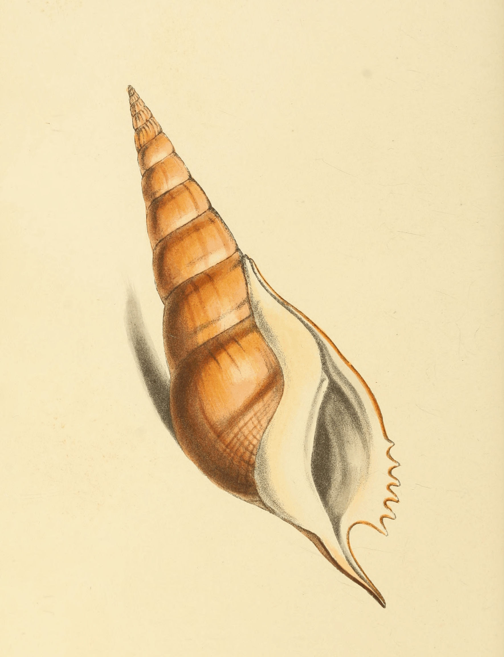 Plate 34.