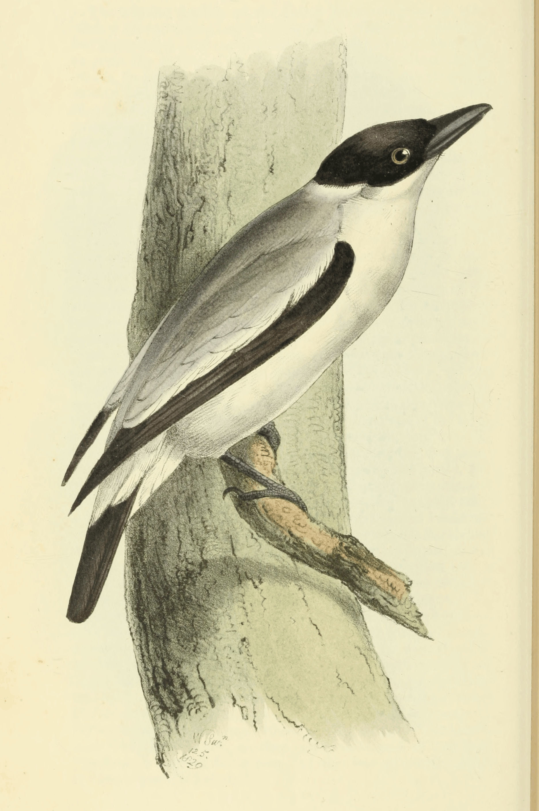 Plate 35.
