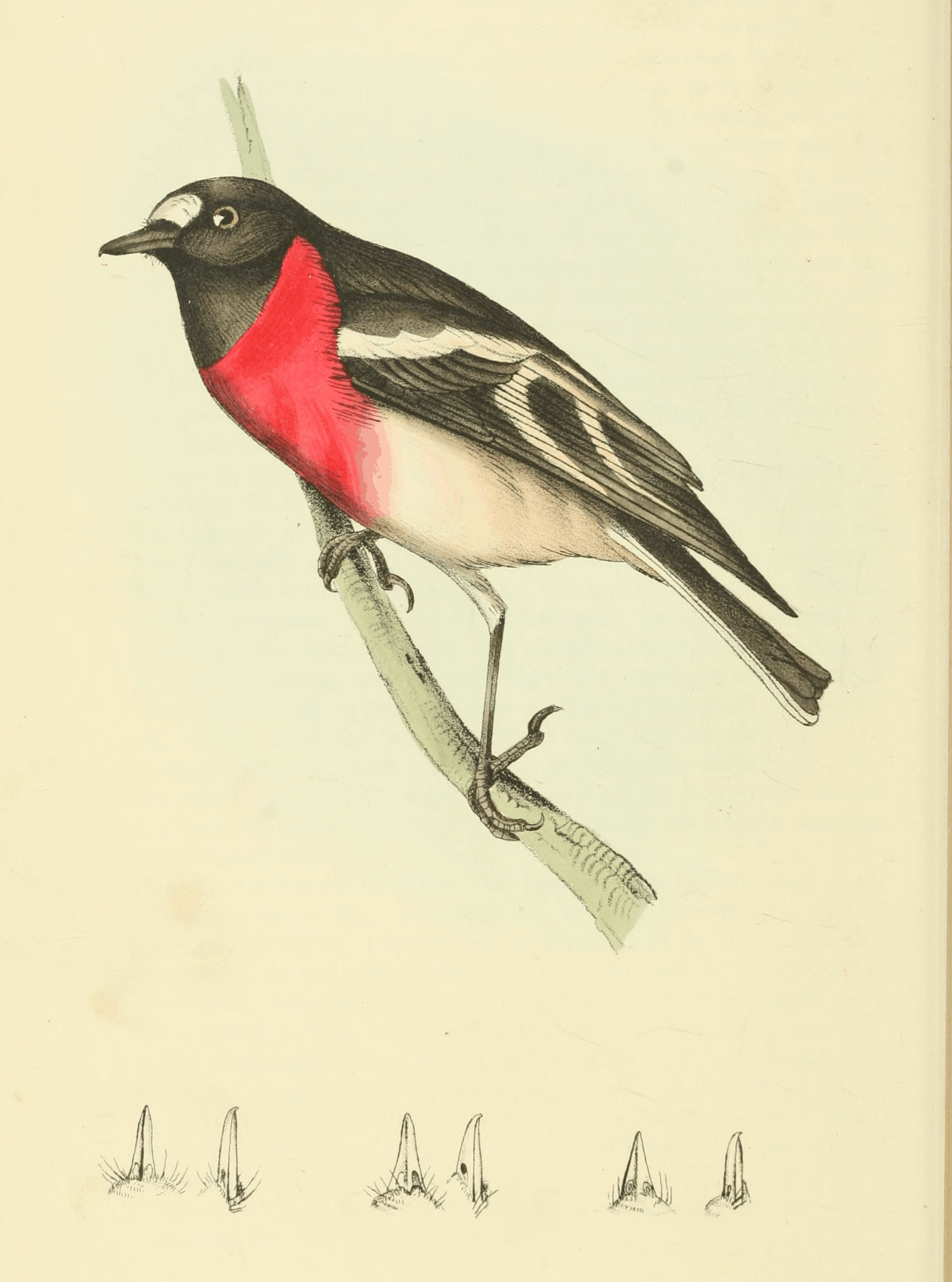 Plate 36.