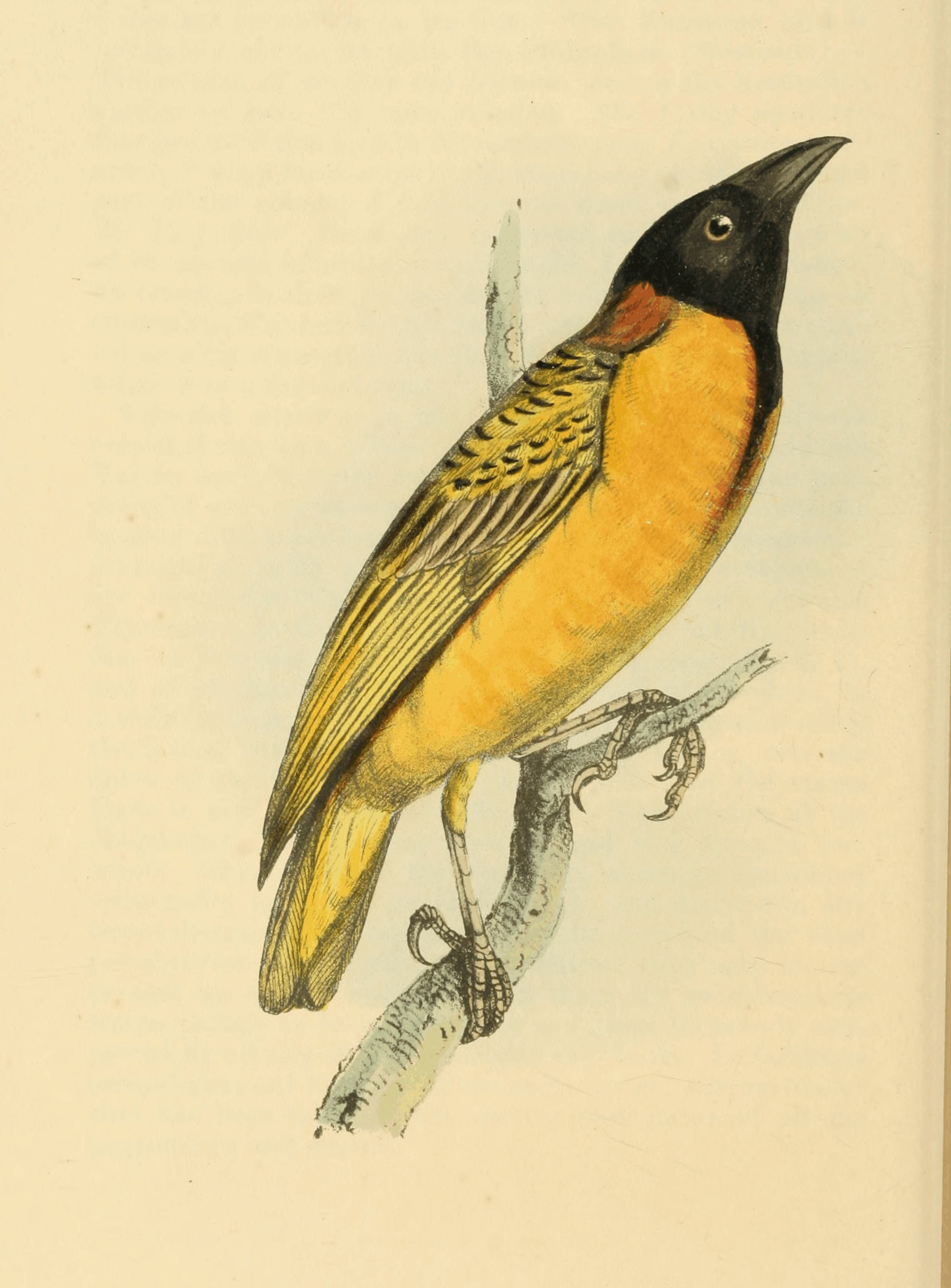 Plate 37.