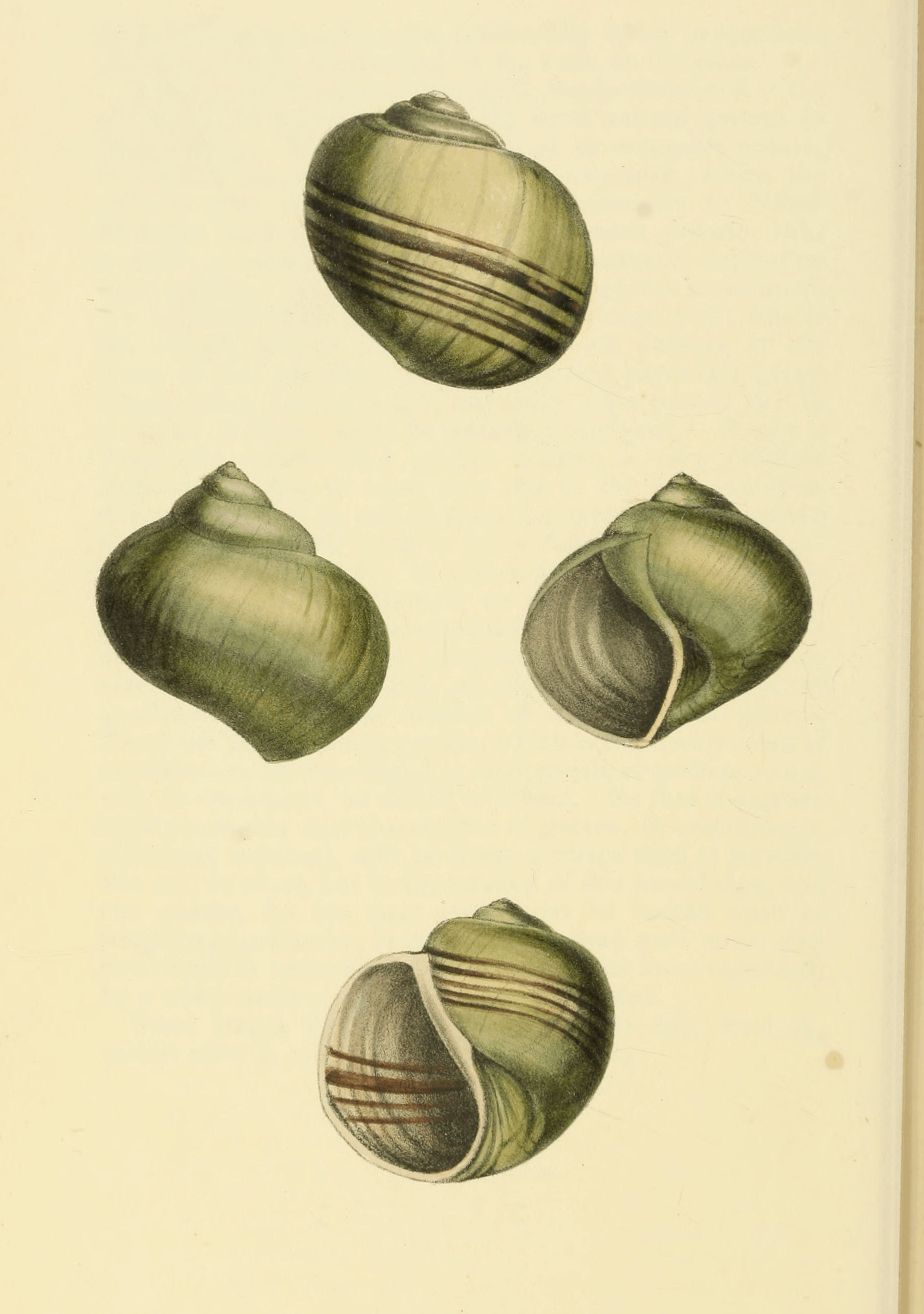Plate 38.