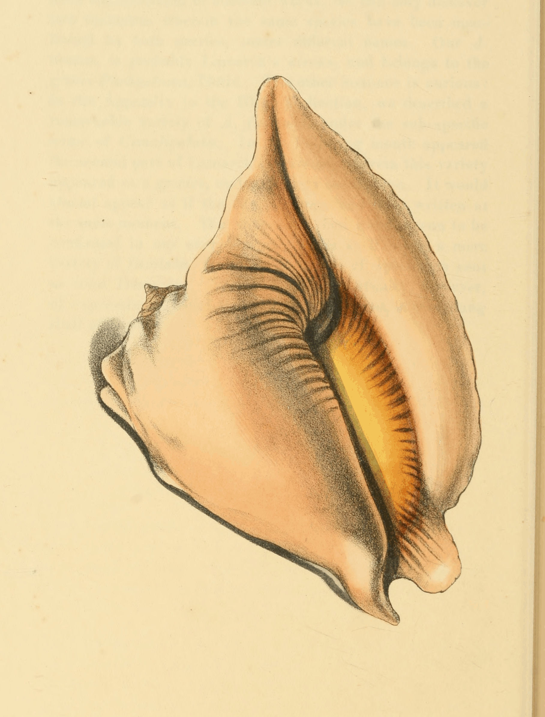 Plate 39.