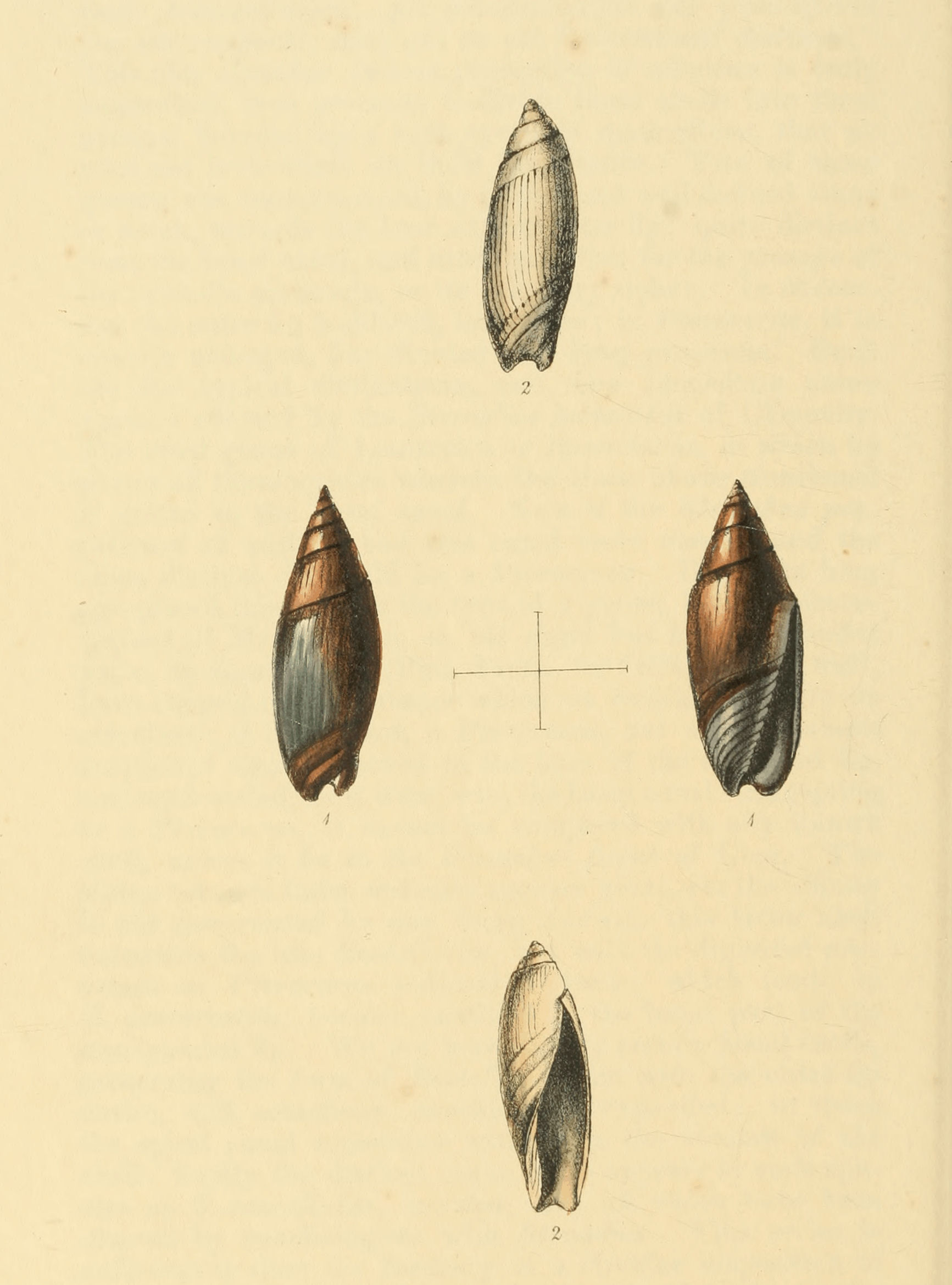 Plate 40.