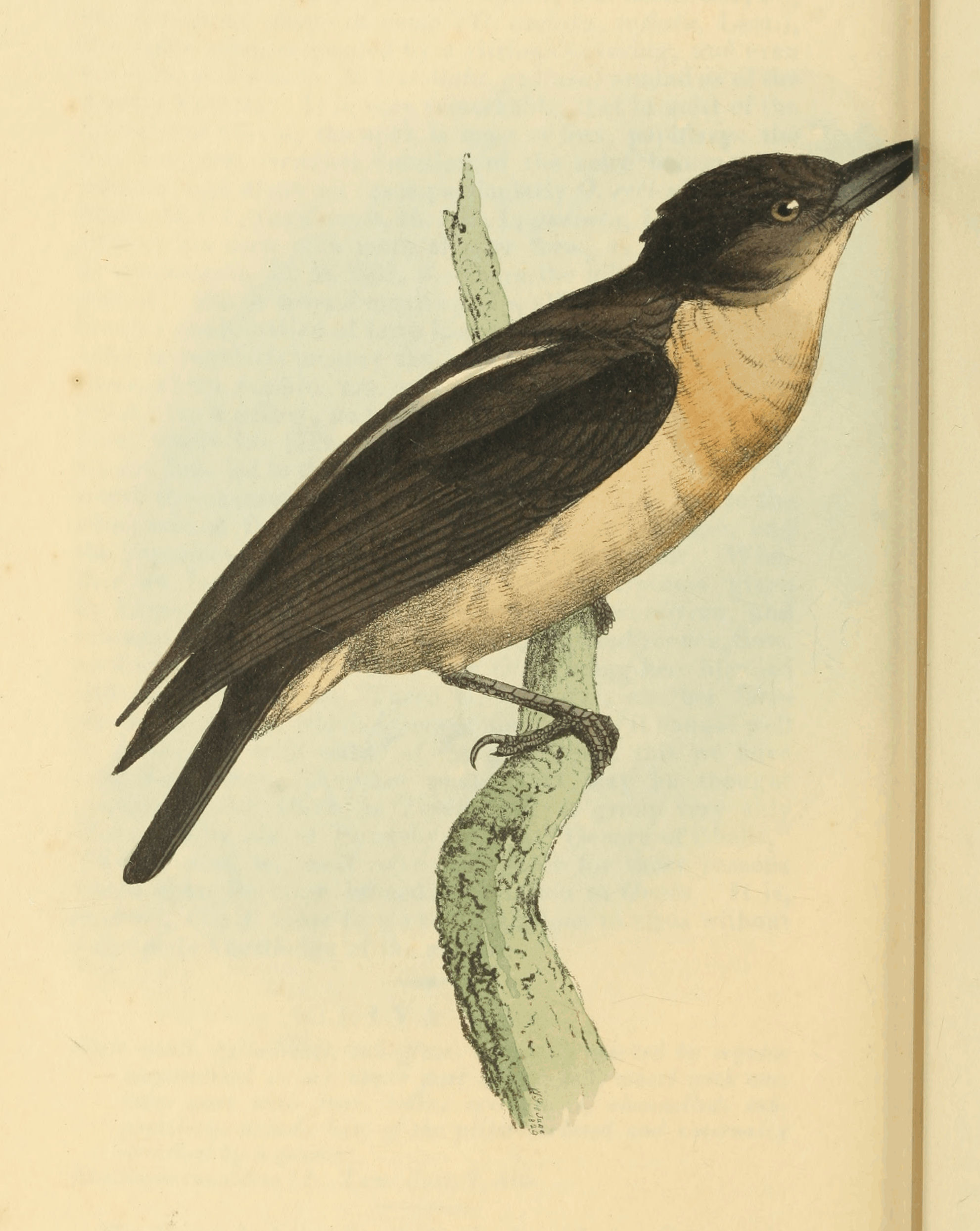 Plate 41.