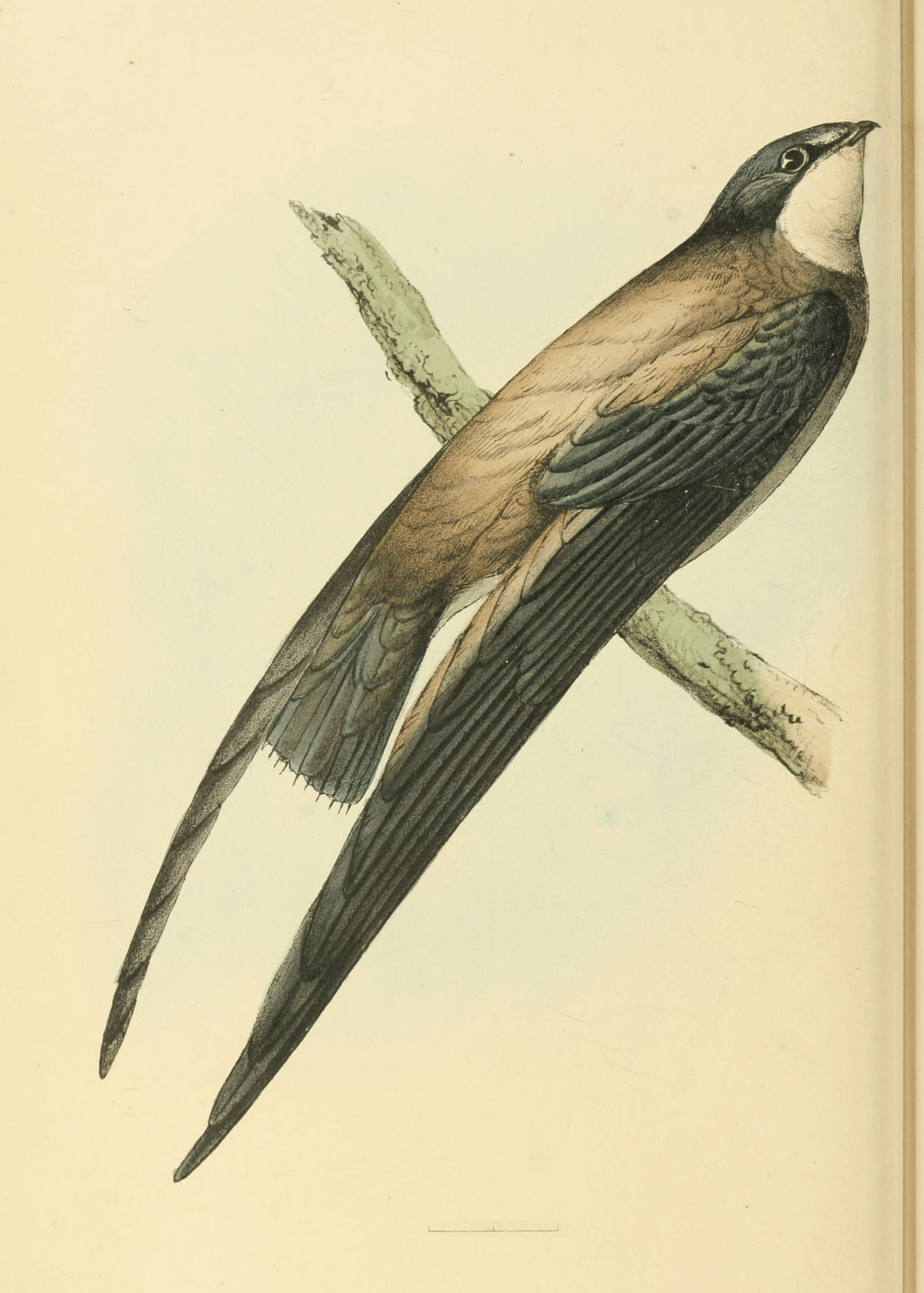 Plate 42.