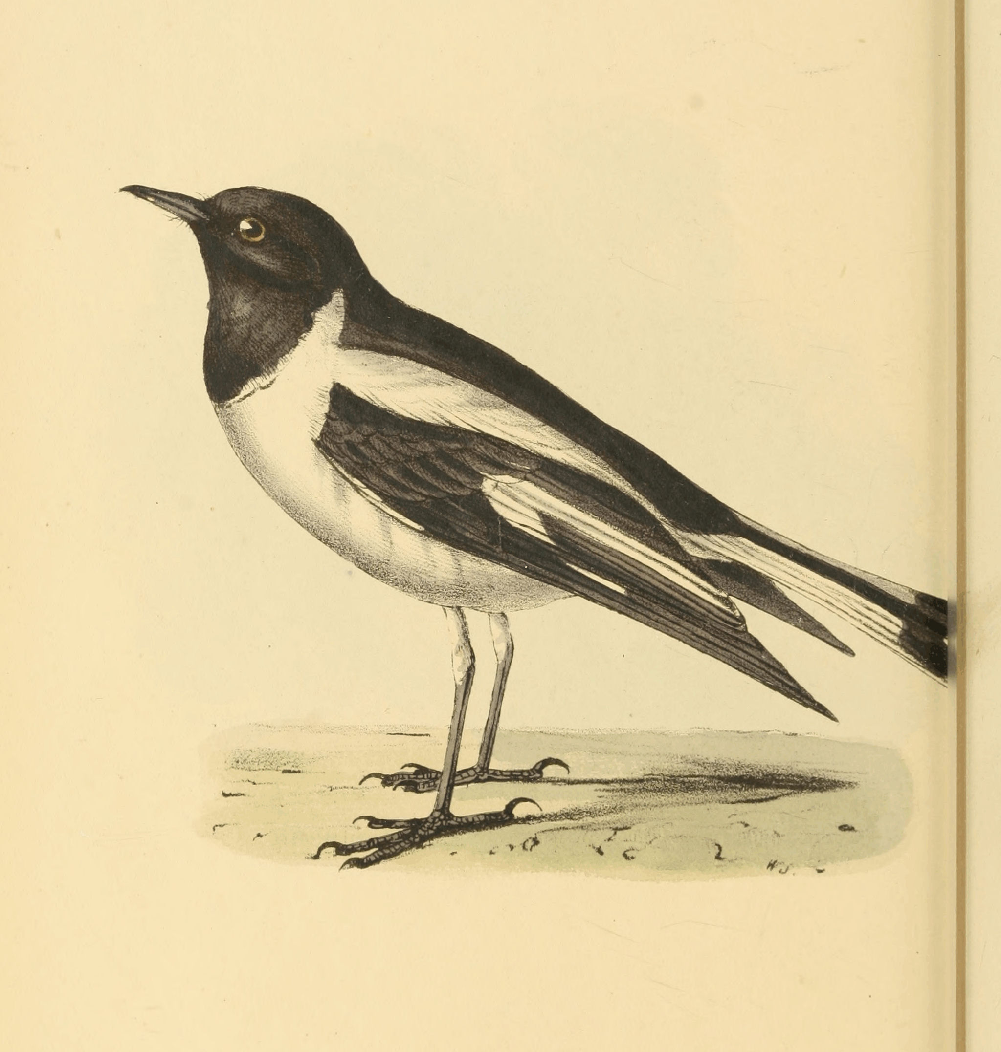 Plate 43.