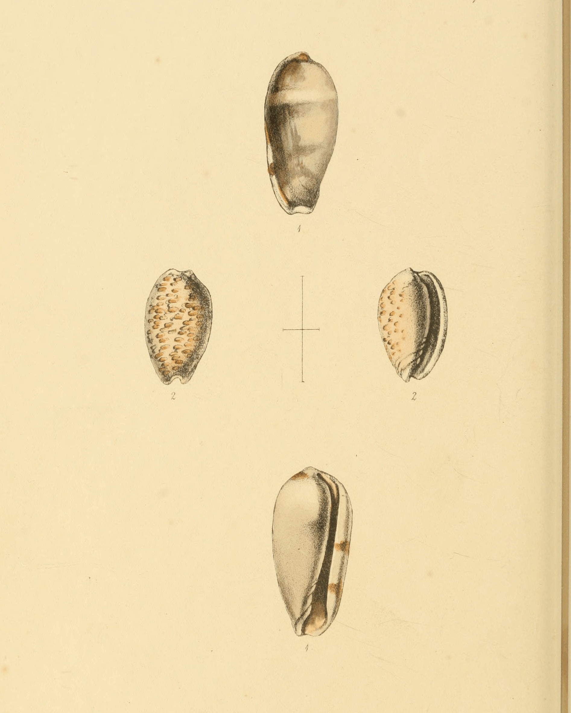 Plate 44.