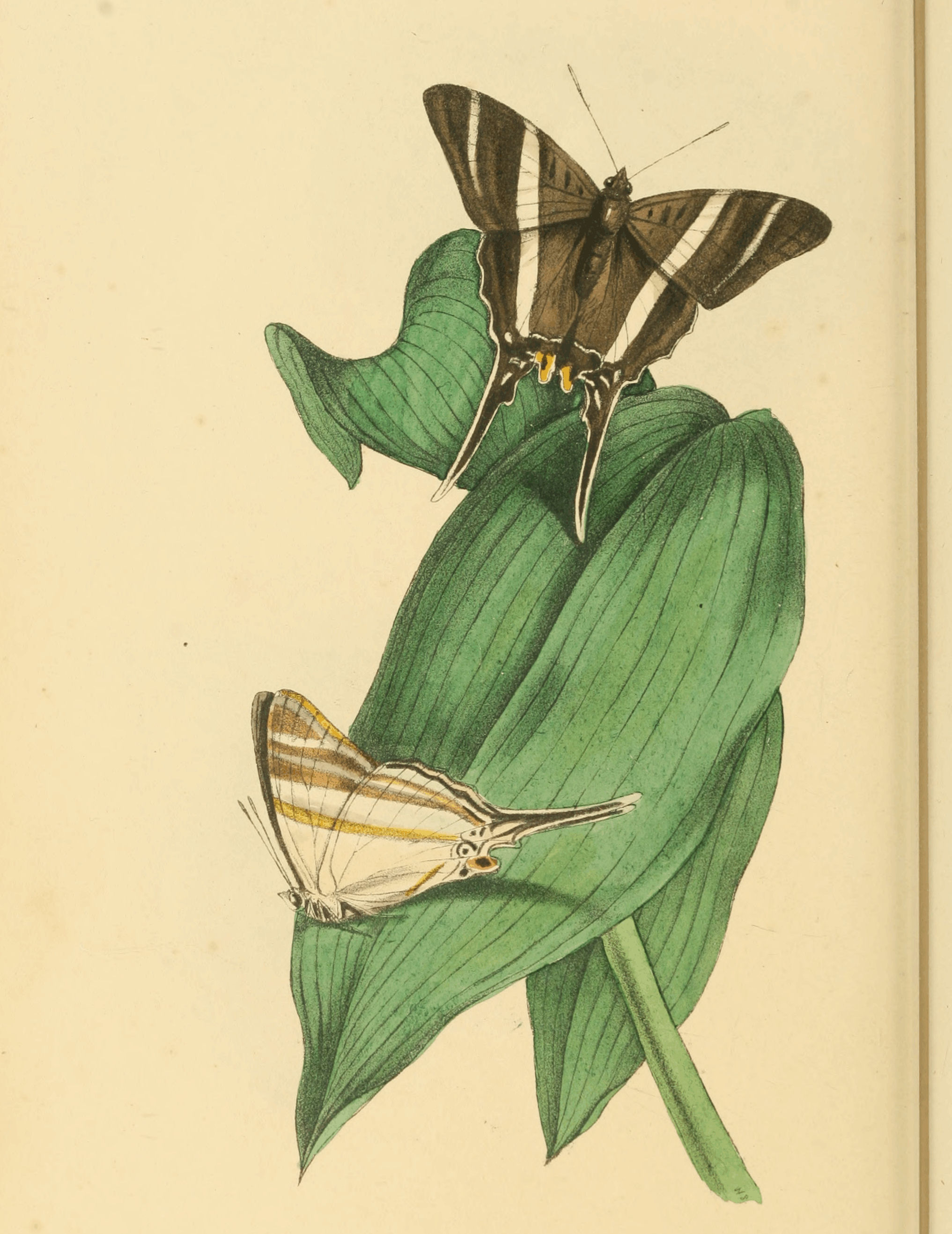 Plate 45.