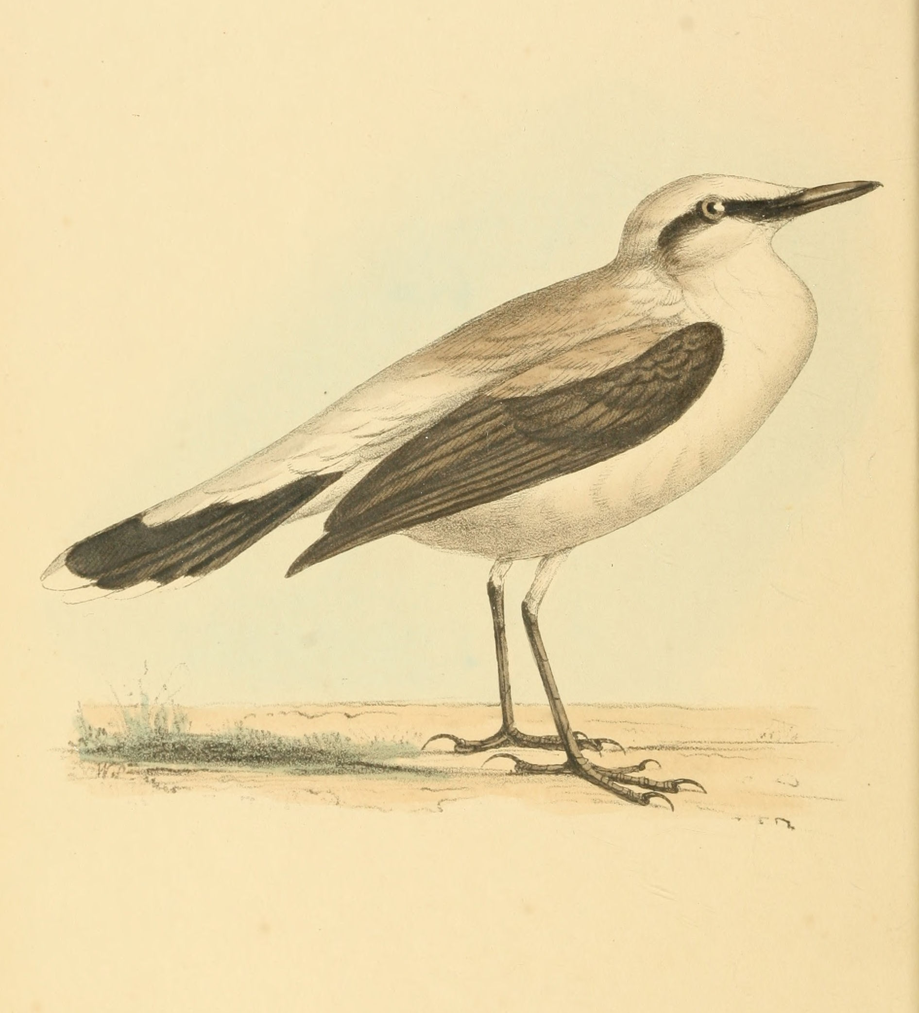 Plate 46.