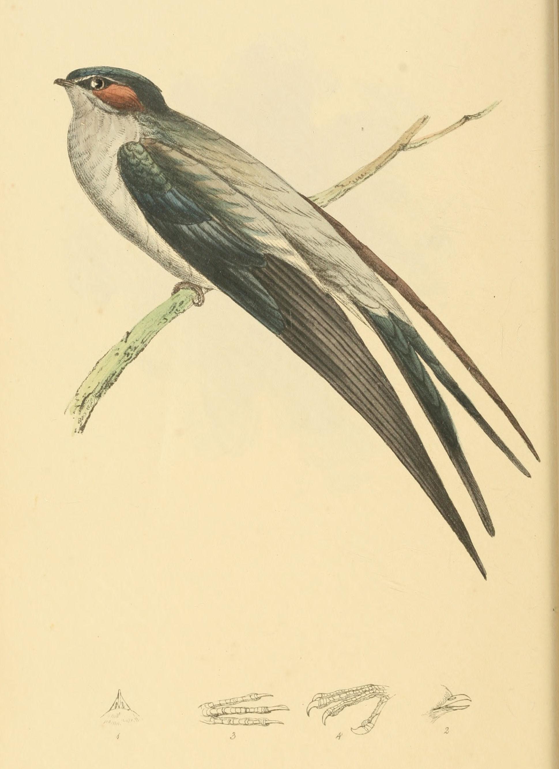 Plate 47.