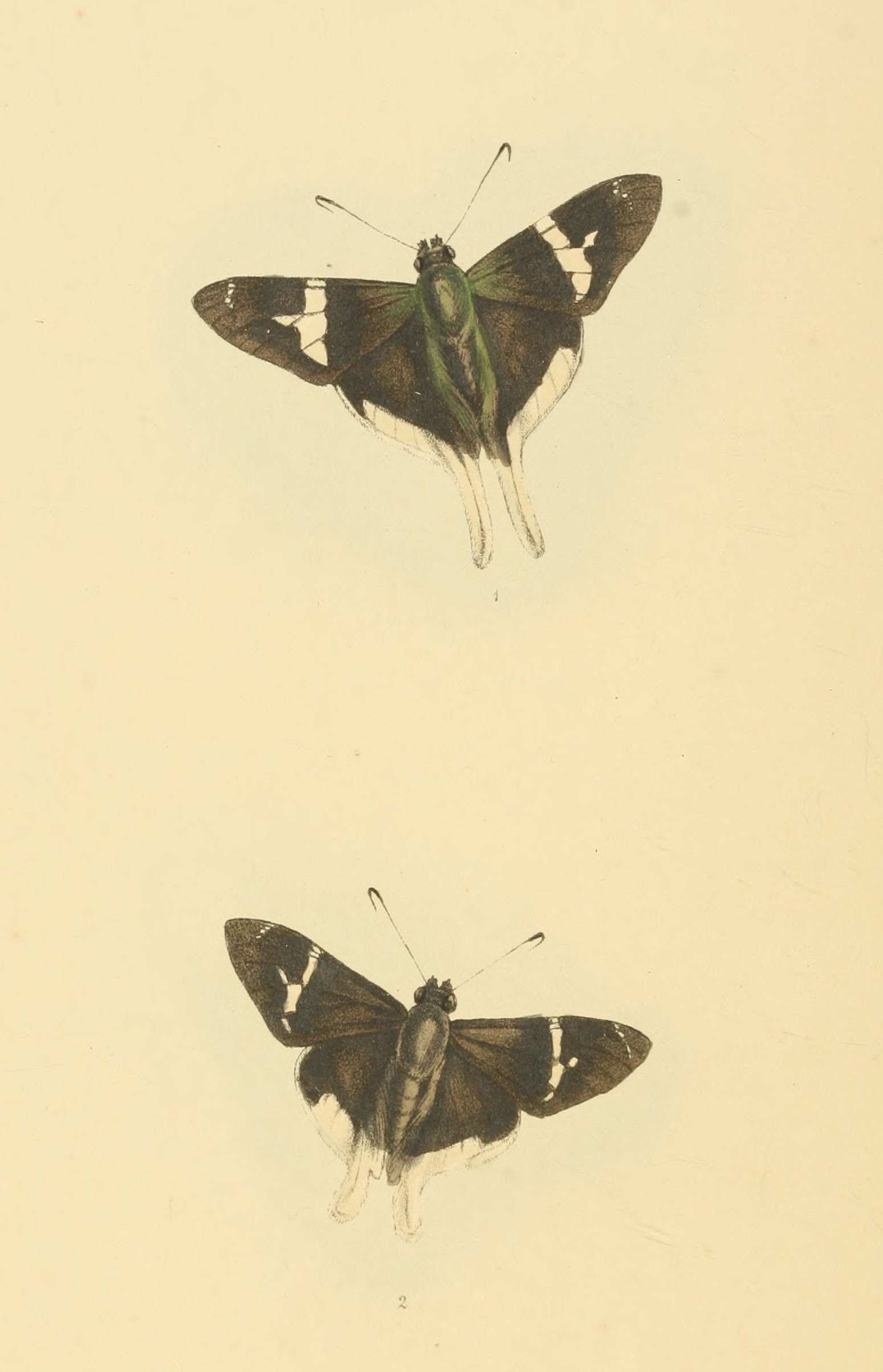Plate 48.