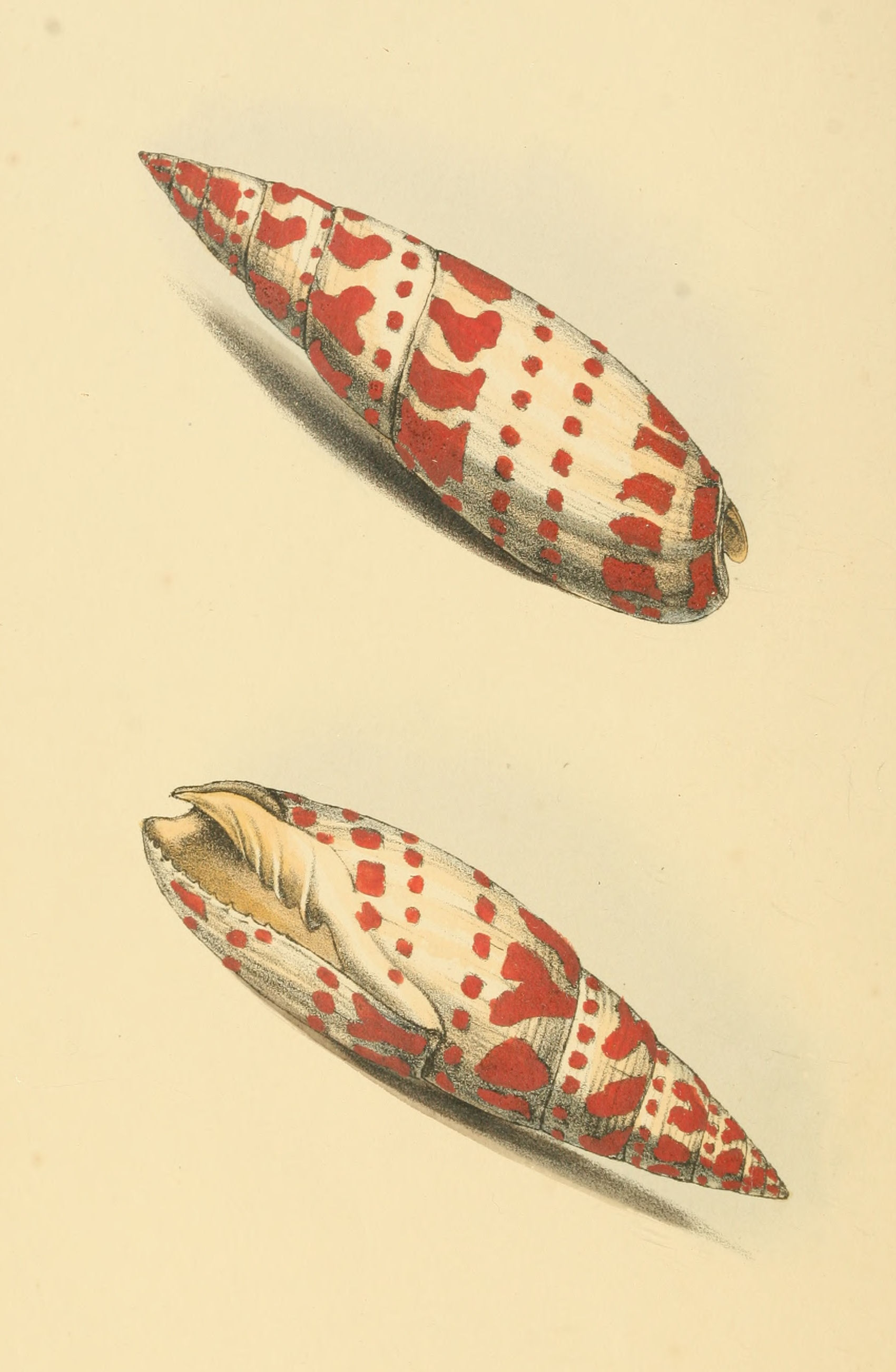 Plate 49.