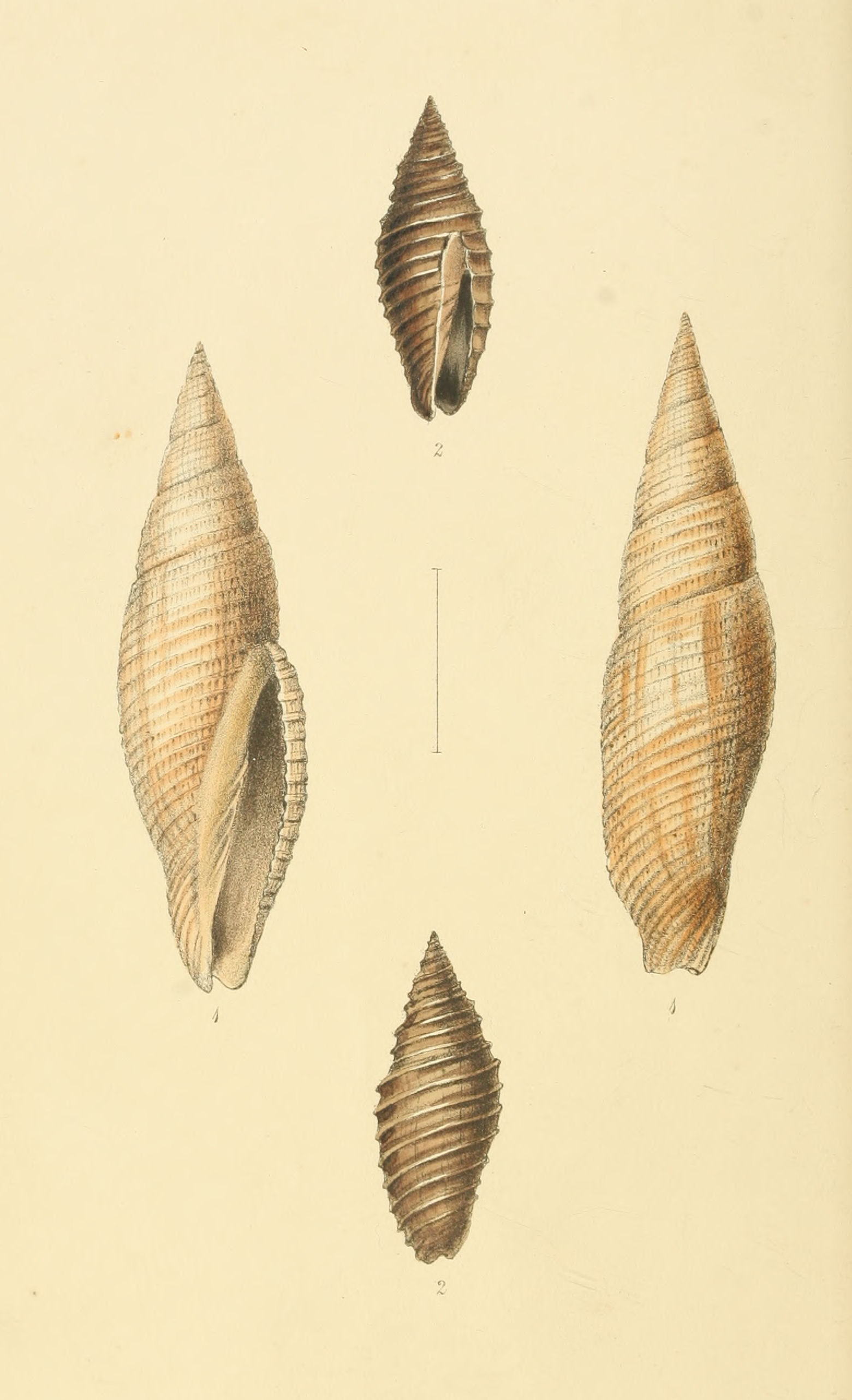 Plate 50.
