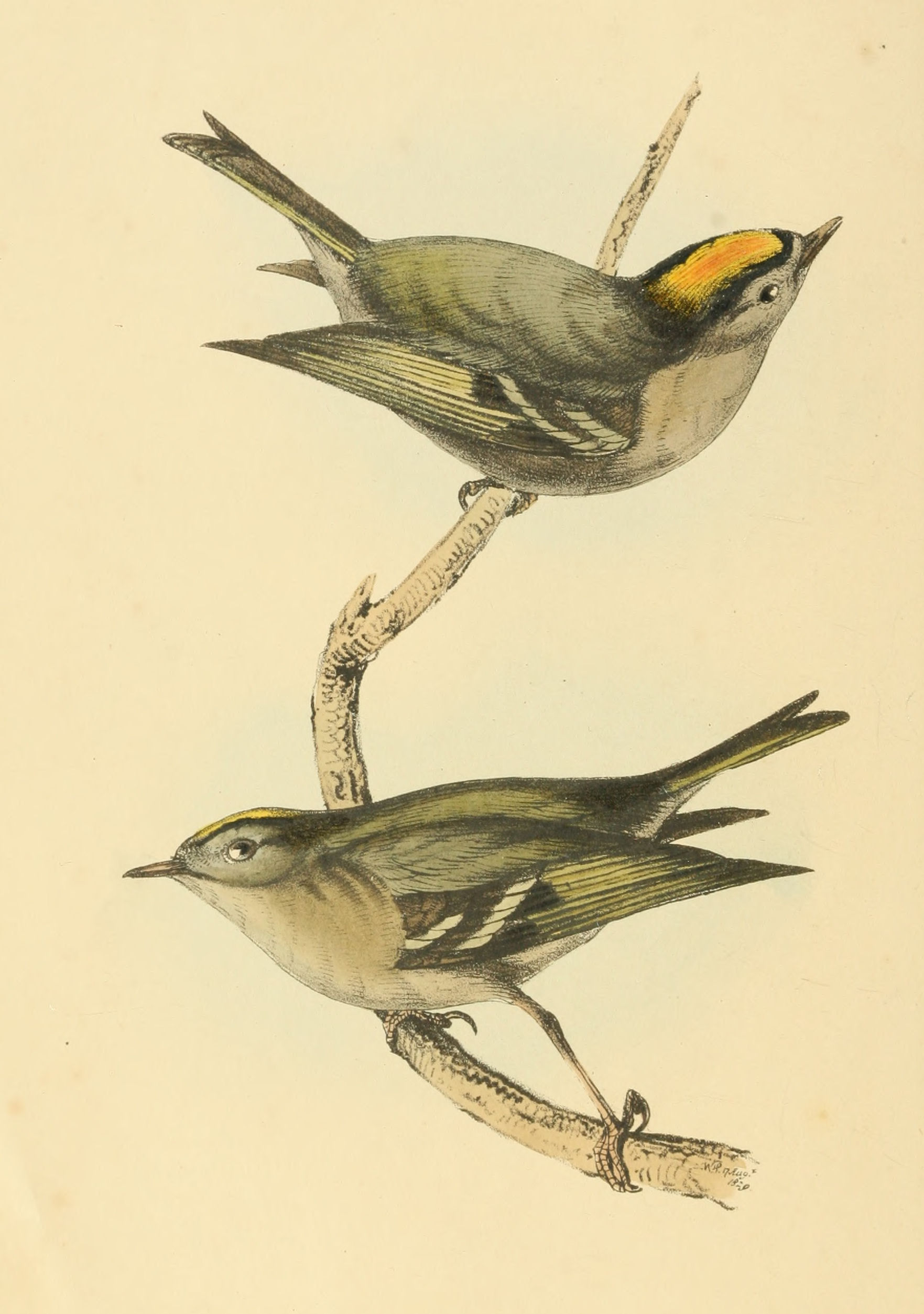 Plate 51.