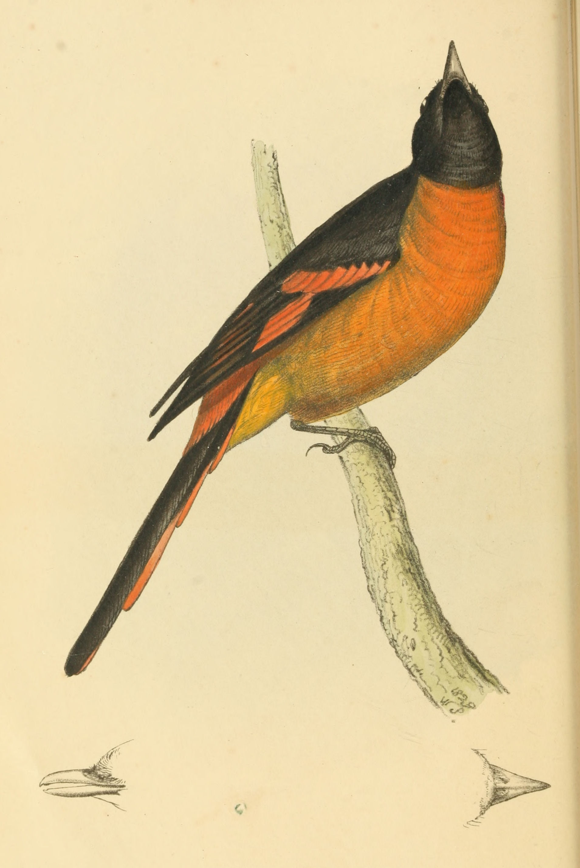 Plate 52.