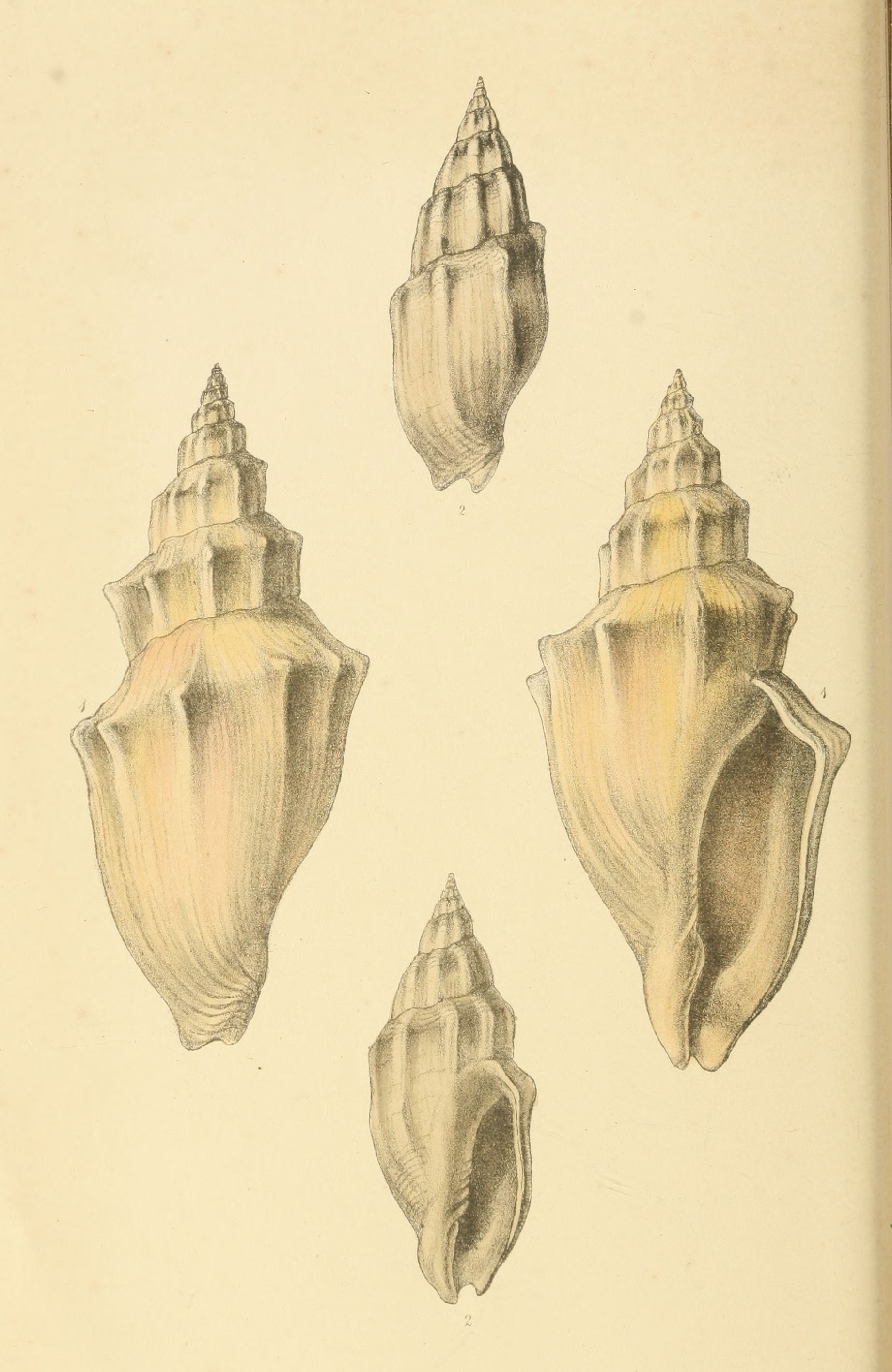 Plate 53.