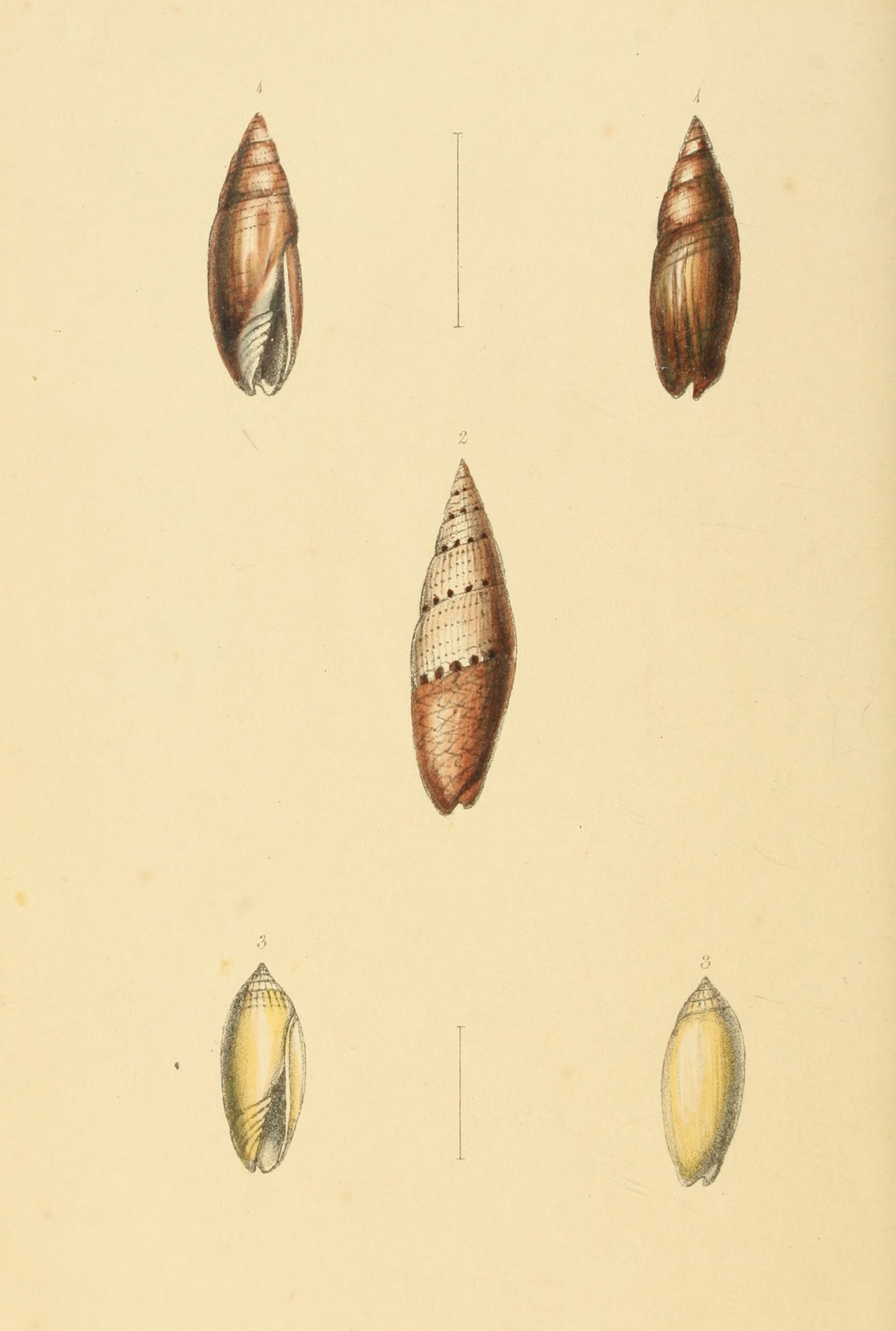 Plate 54.