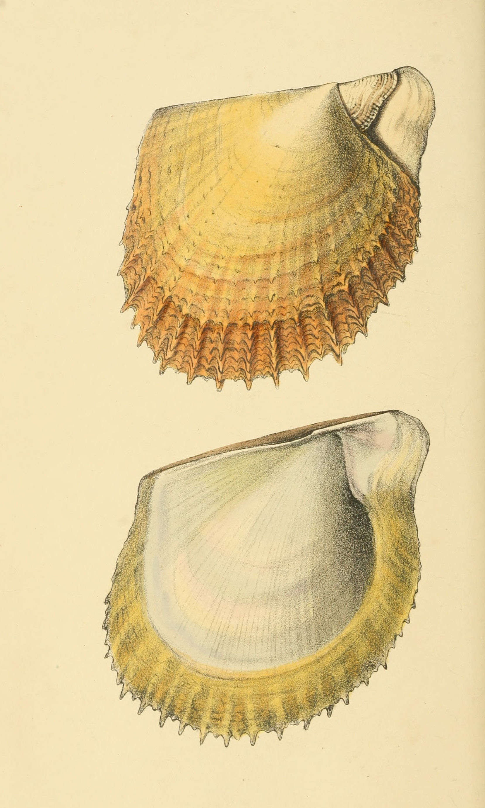 Plate 55.