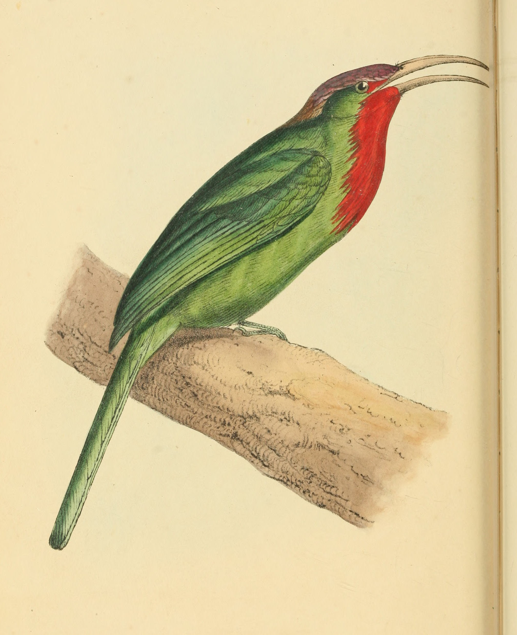 Plate 56.