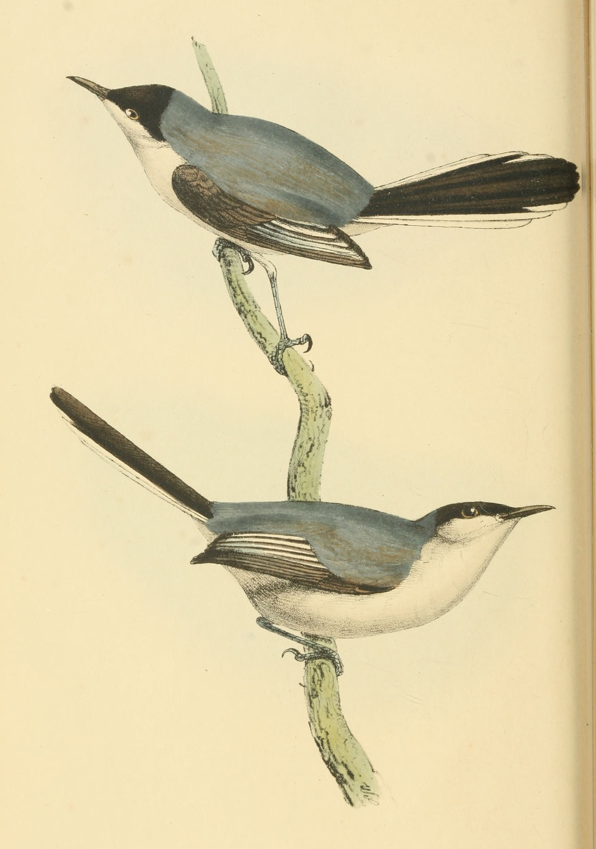 Plate 57.