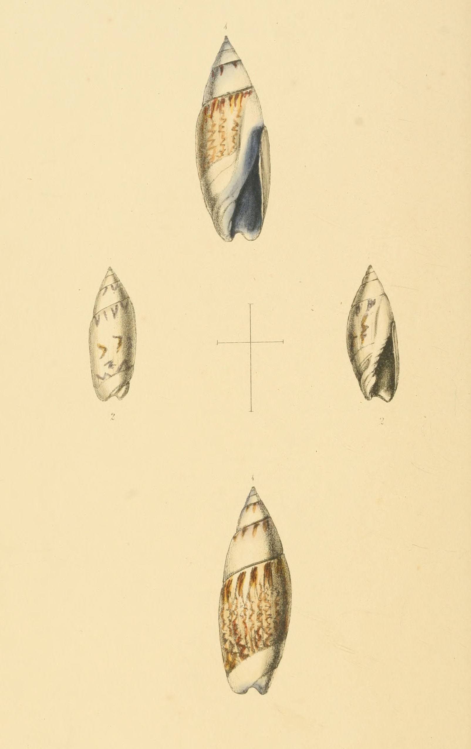Plate 58.