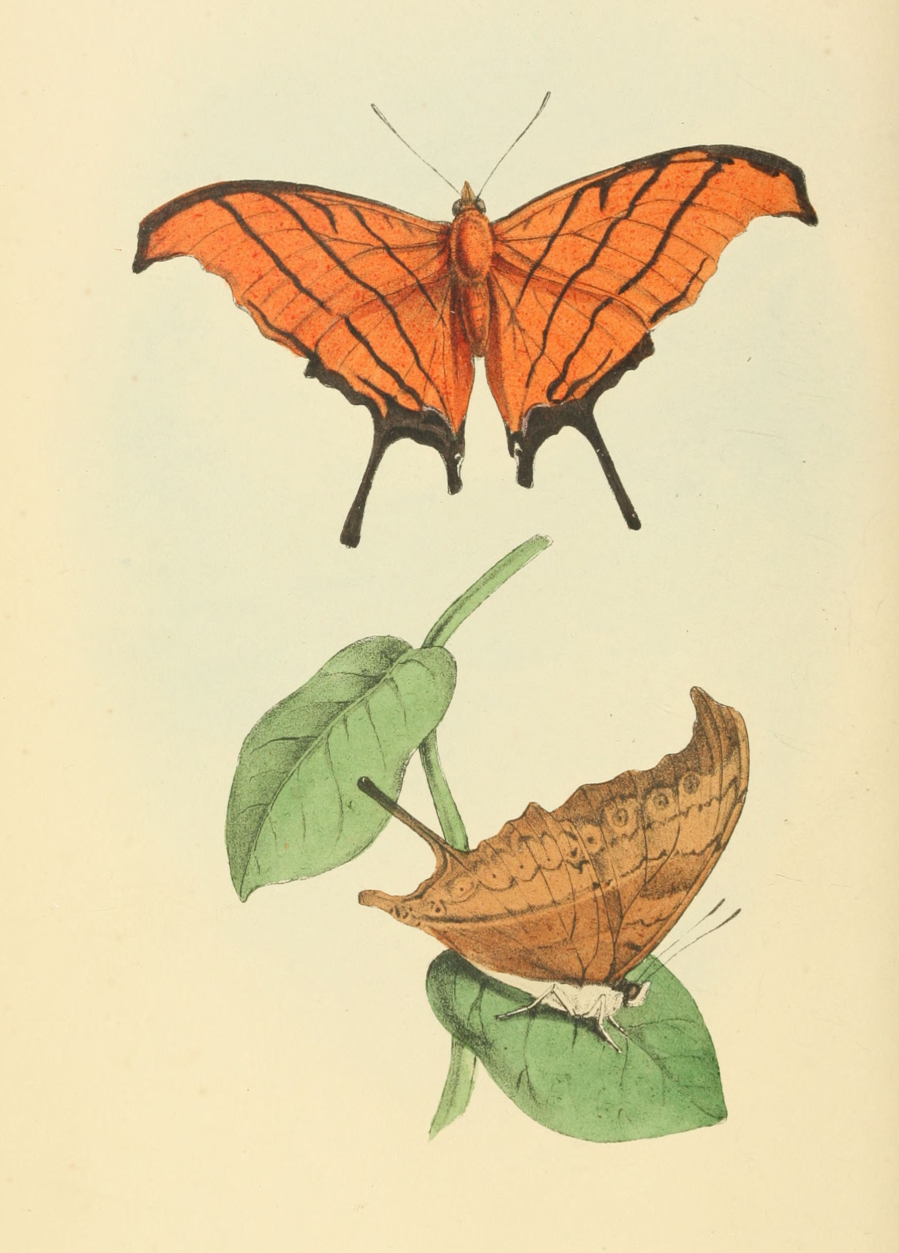 Plate 59.