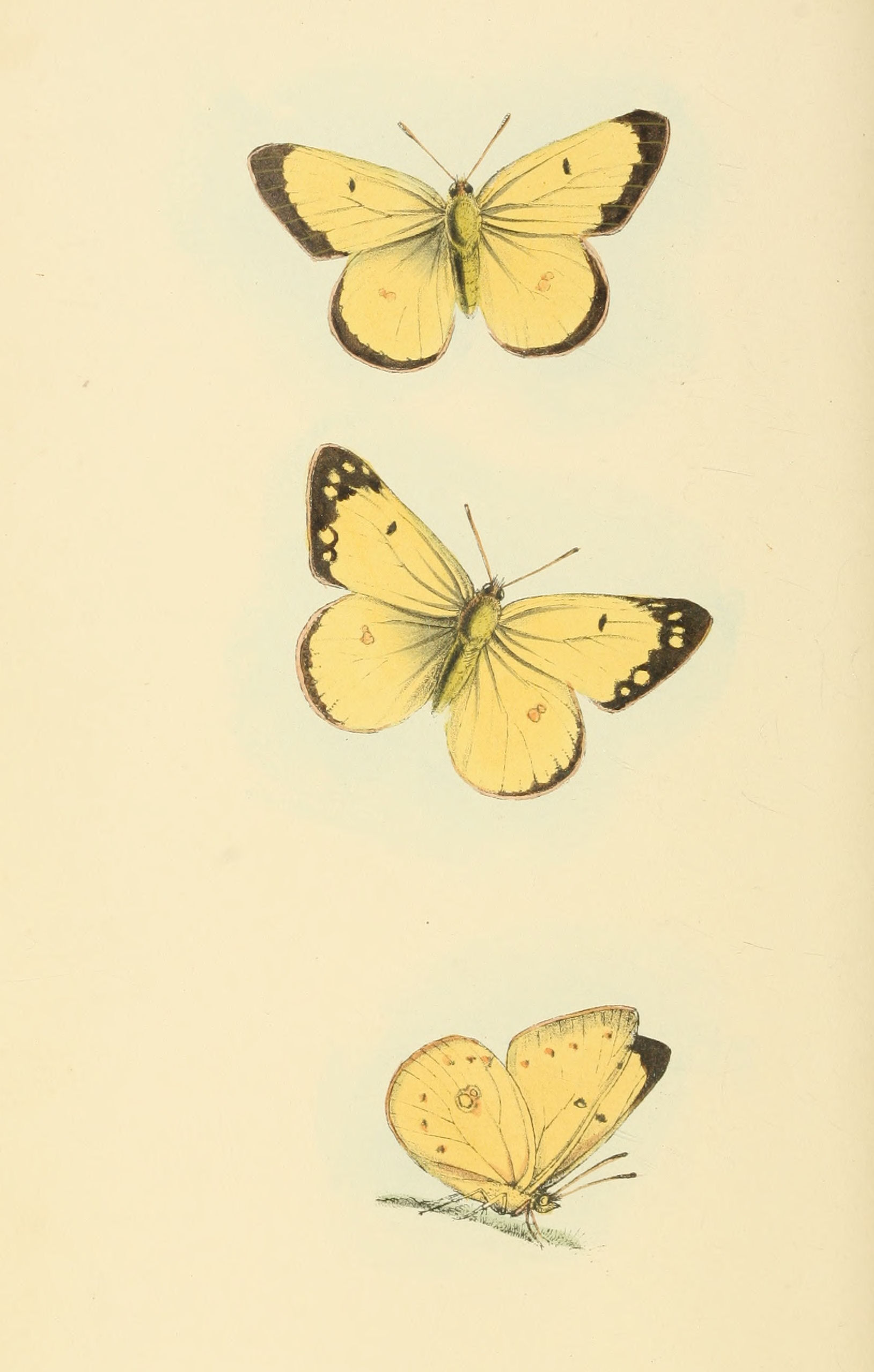 Plate 60.