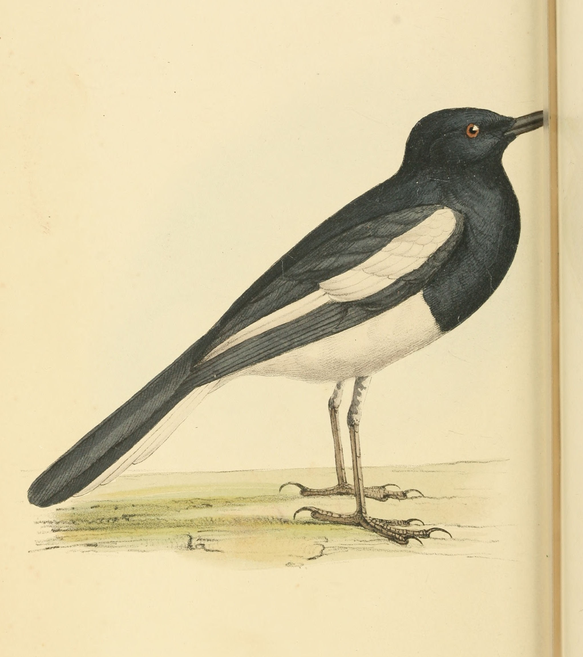 Plate 61.
