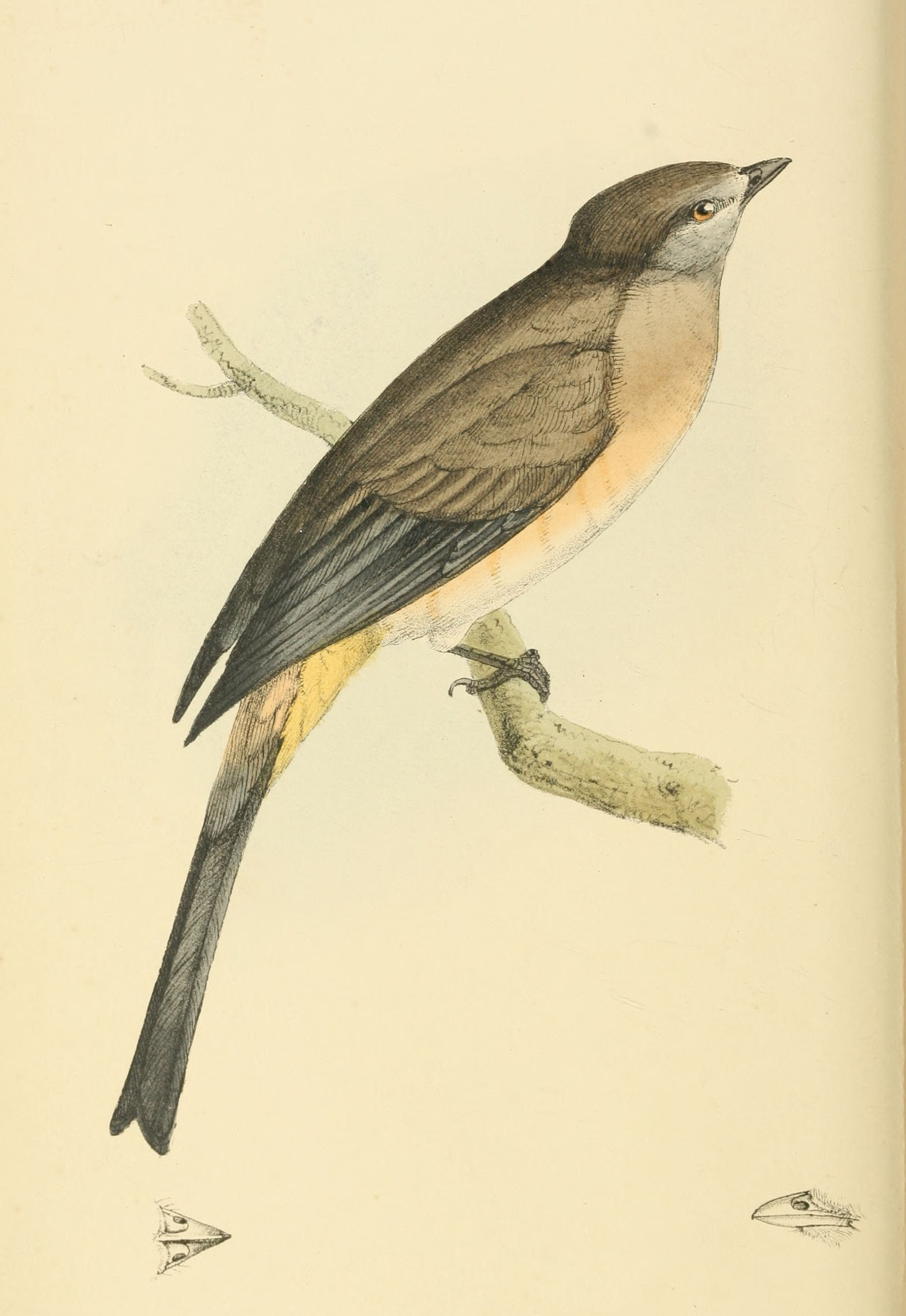 Plate 62.