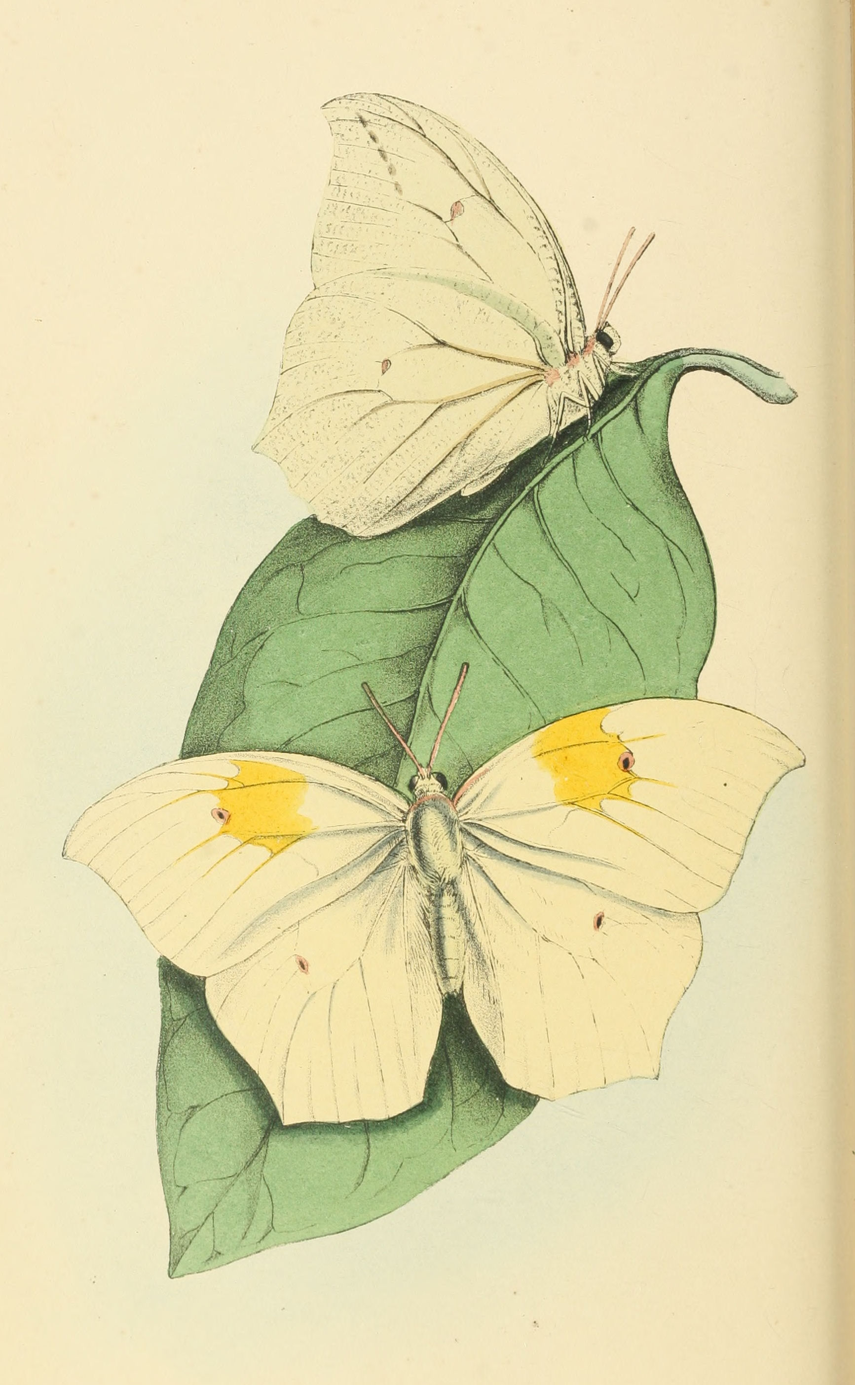 Plate 63.