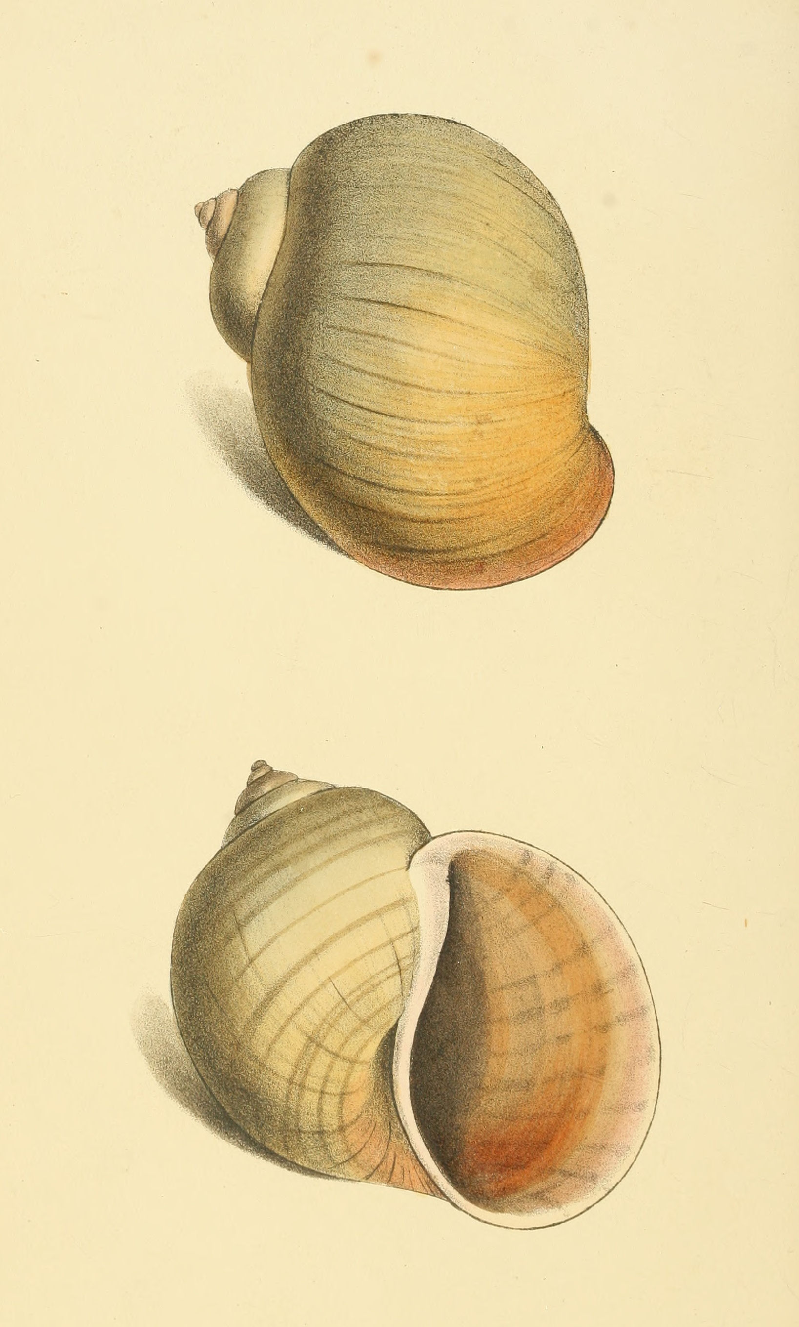 Plate 64.