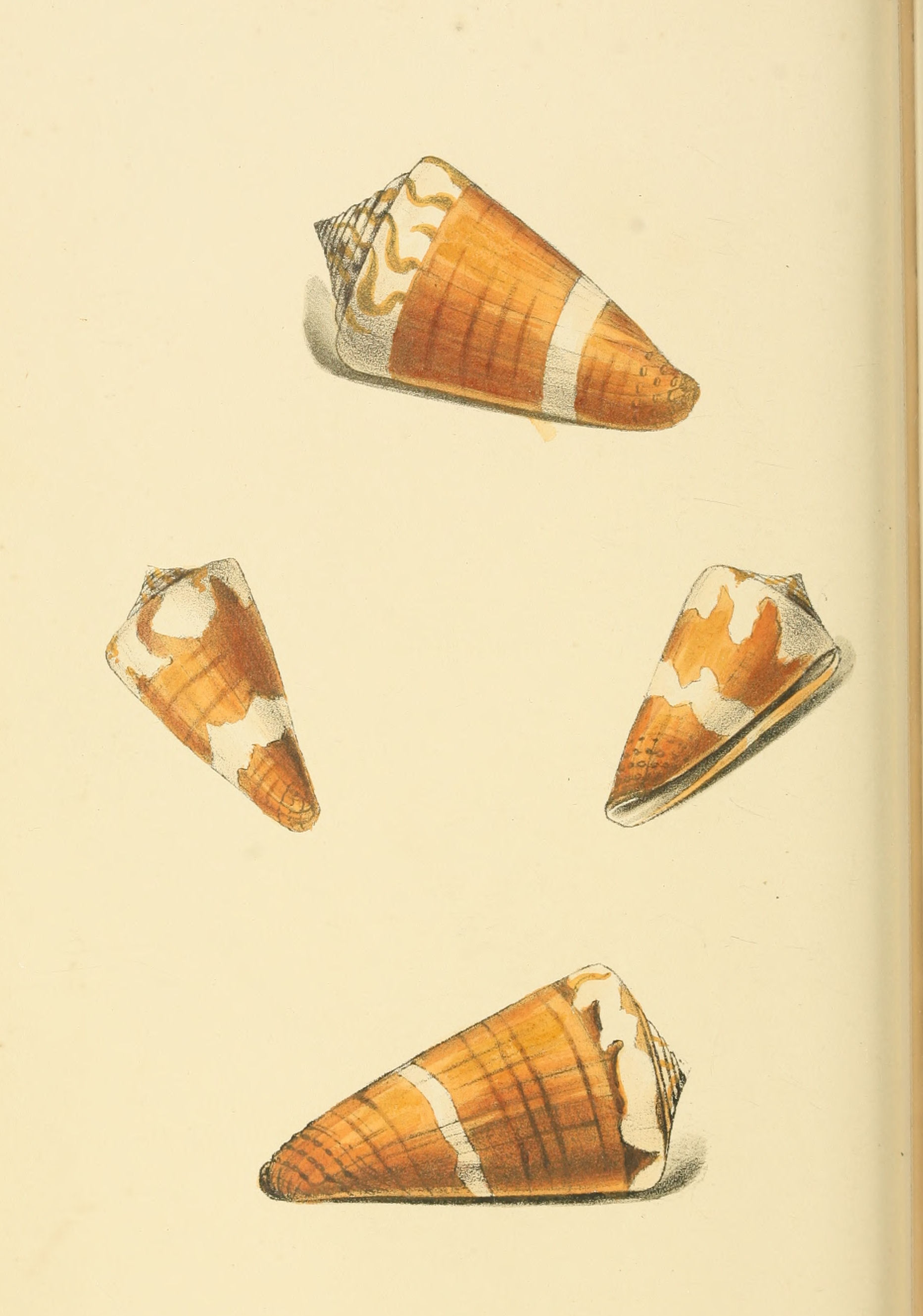 Plate 65.