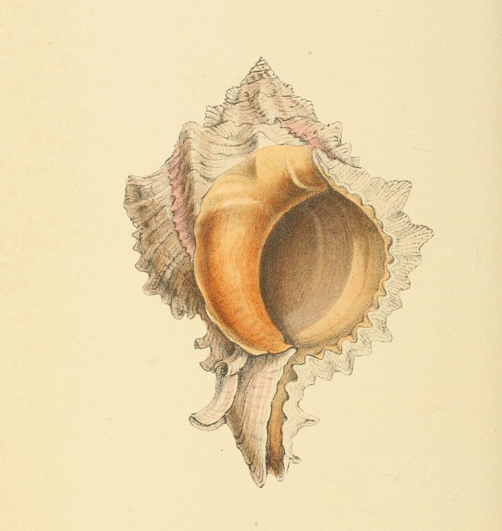 Plate 67.