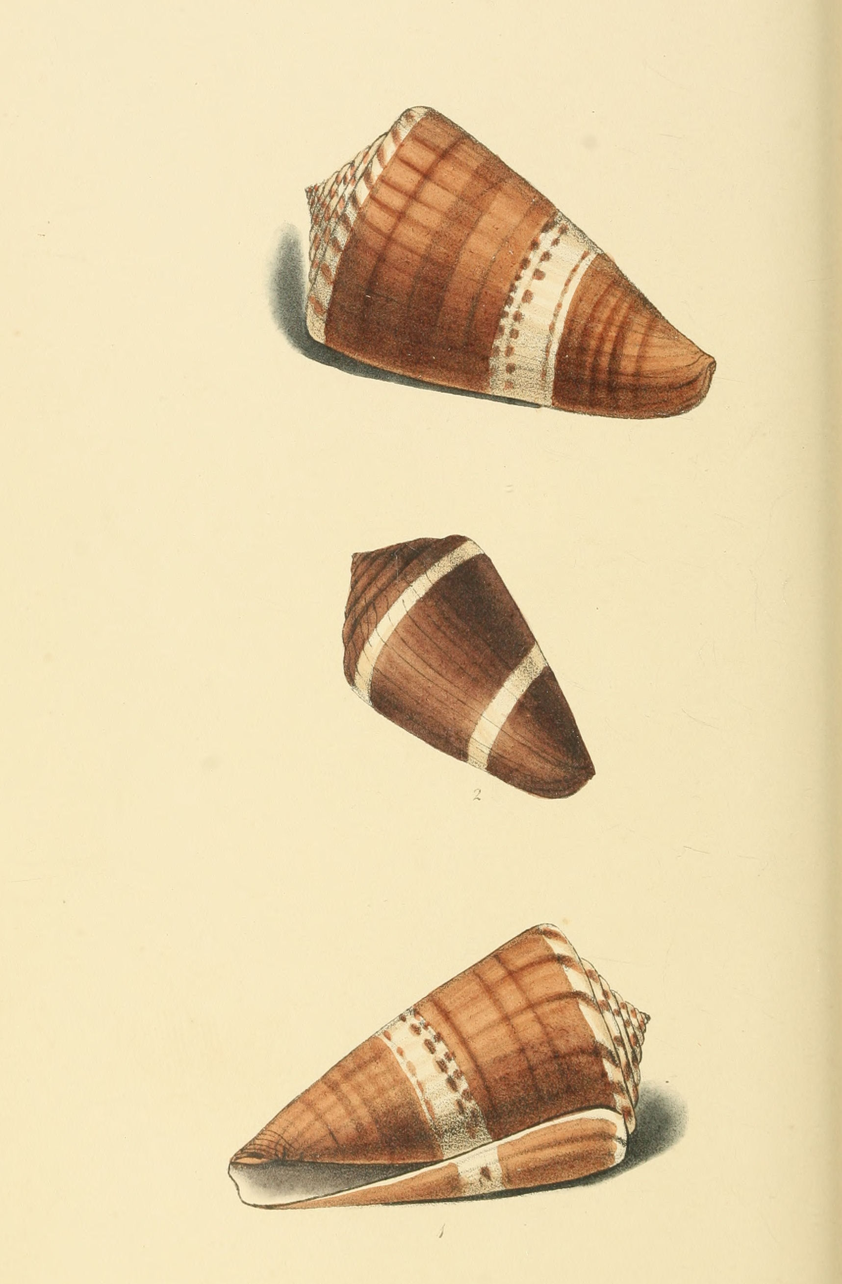 Plate 68.