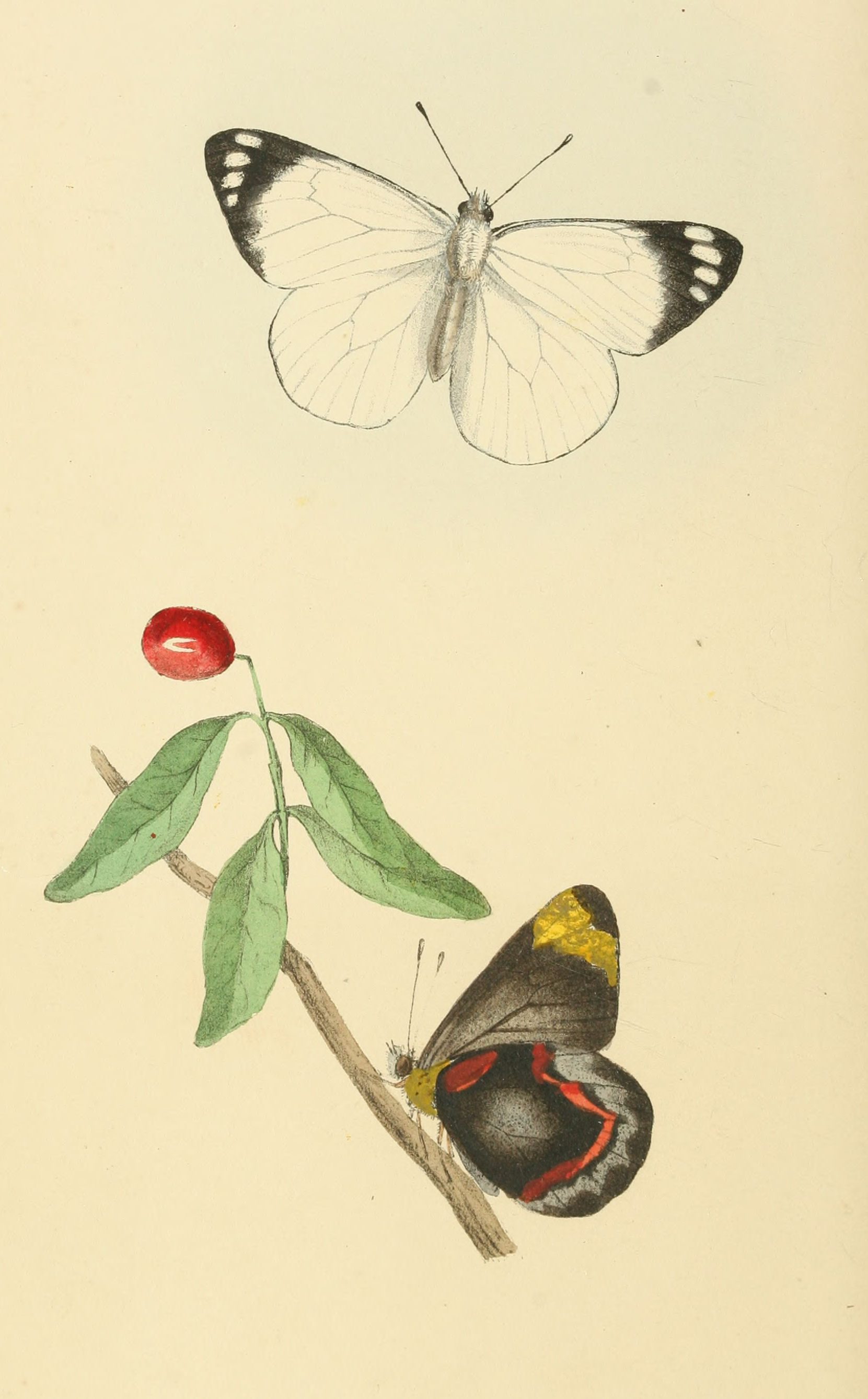 Plate 69.