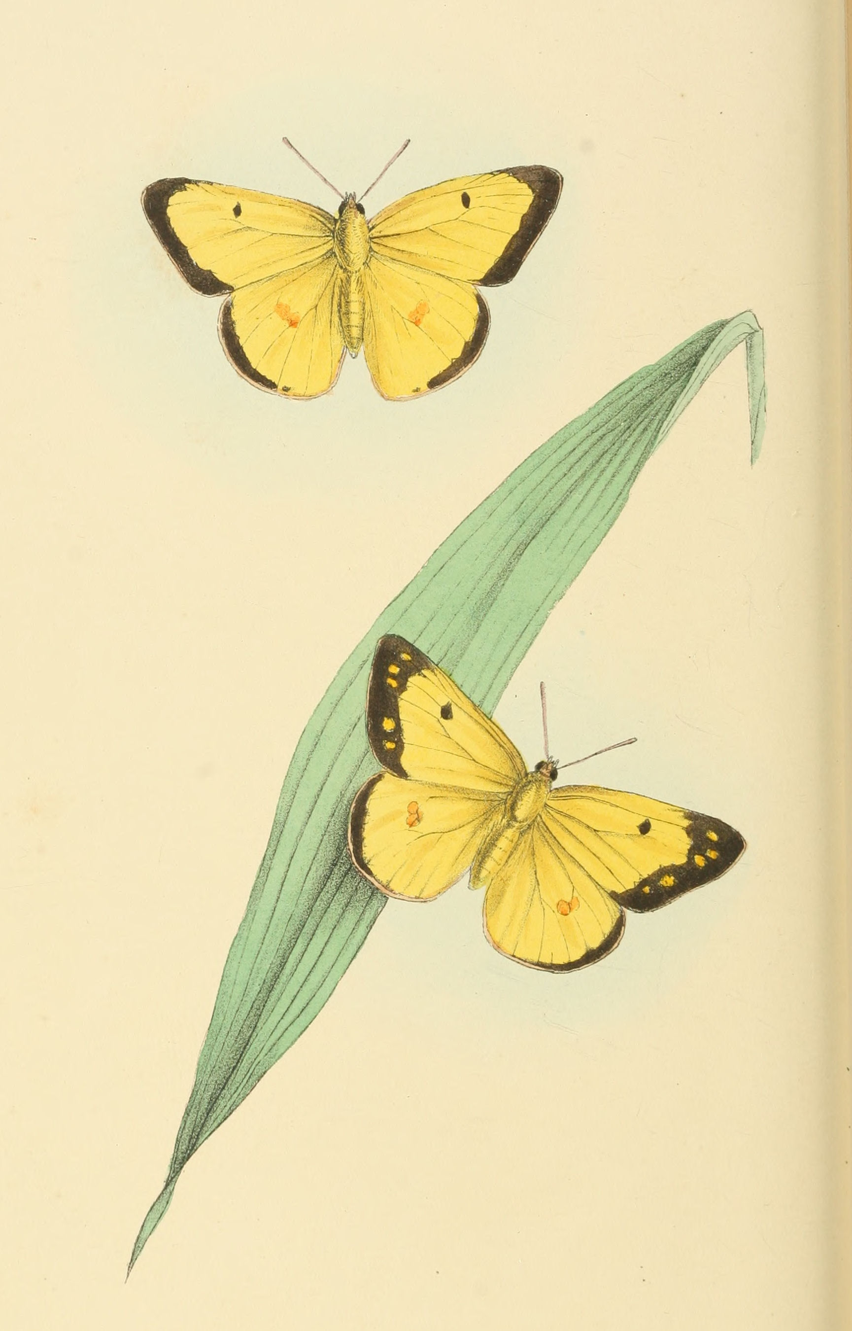 Plate 70.